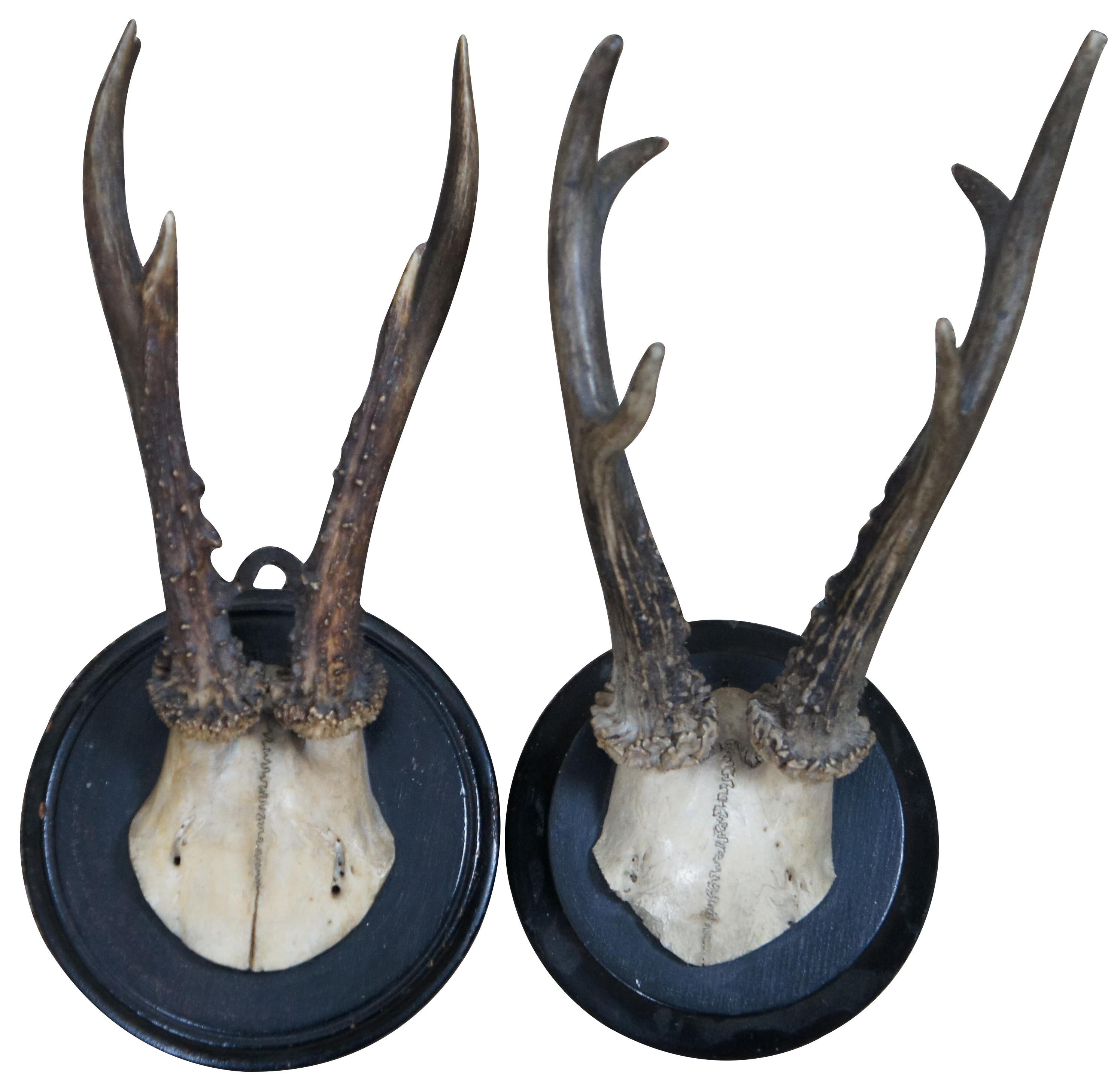 5 Antique Black Forest Roe Deer Hunt Taxidermy Antlers Horns Wood Plaques In Good Condition In Dayton, OH