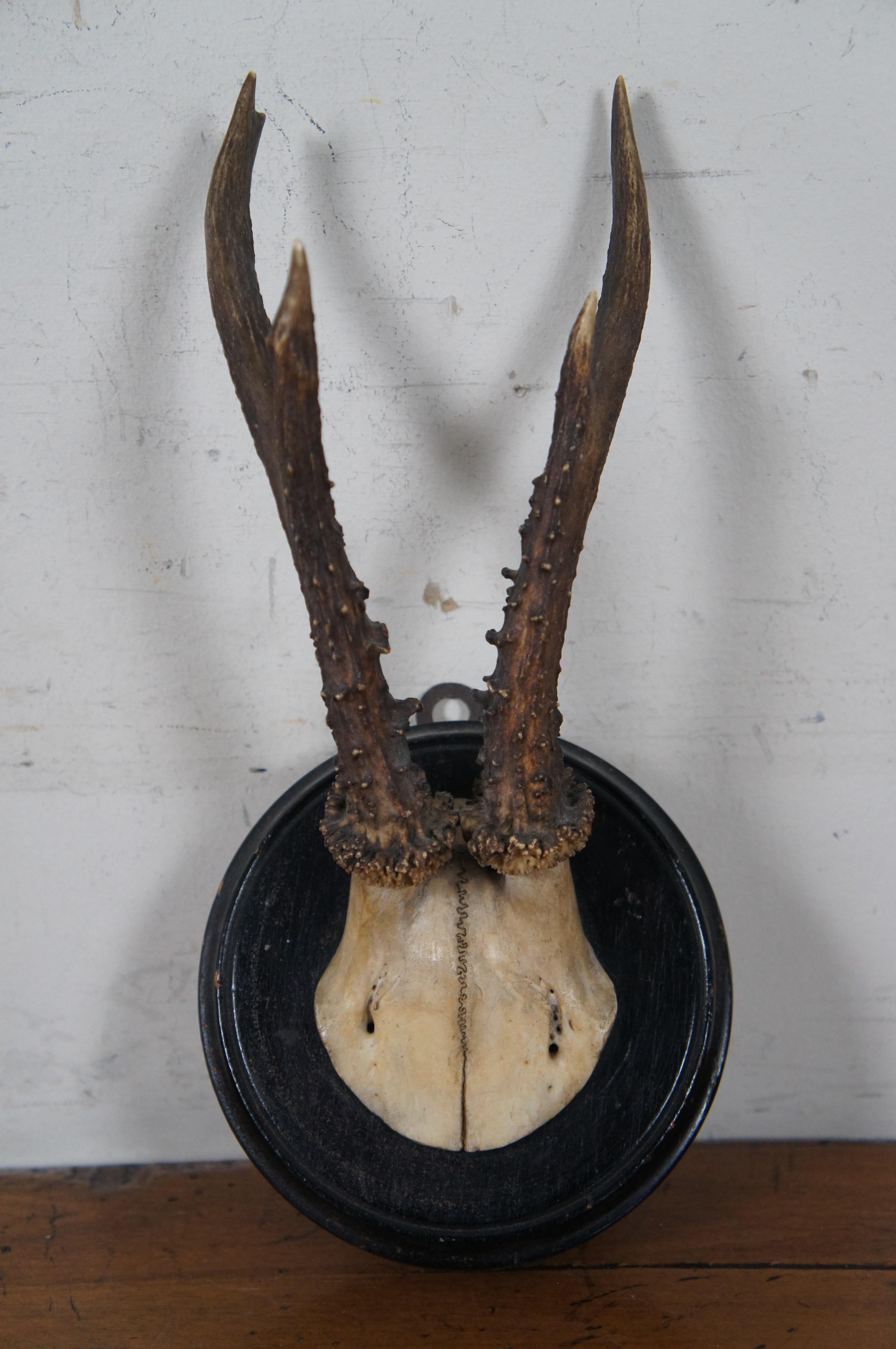 5 Antique Black Forest Roe Deer Hunt Taxidermy Antlers Horns Wood Plaques 2