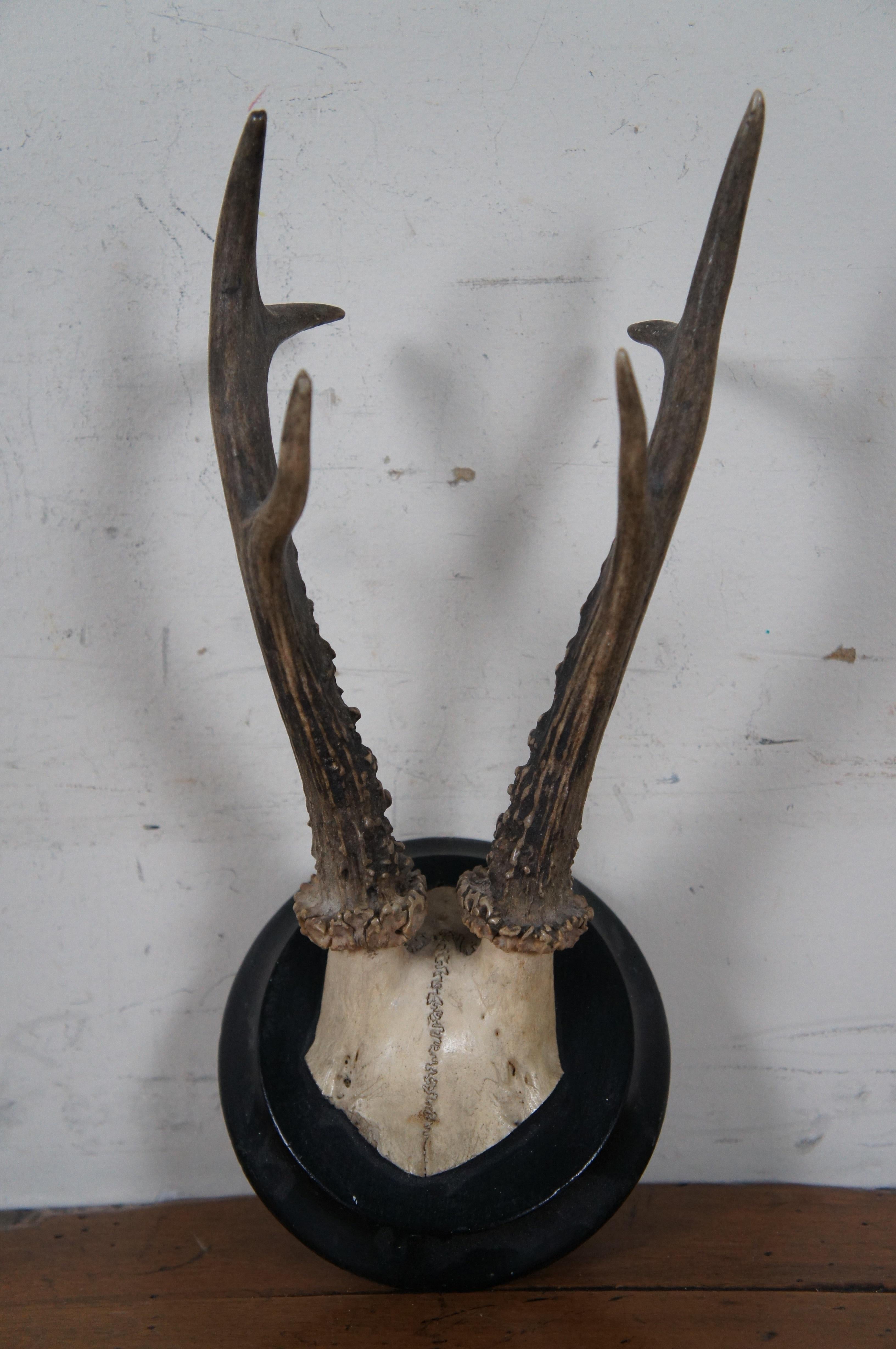 5 Antique Black Forest Roe Deer Hunt Taxidermy Antlers Horns Wood Plaques 3
