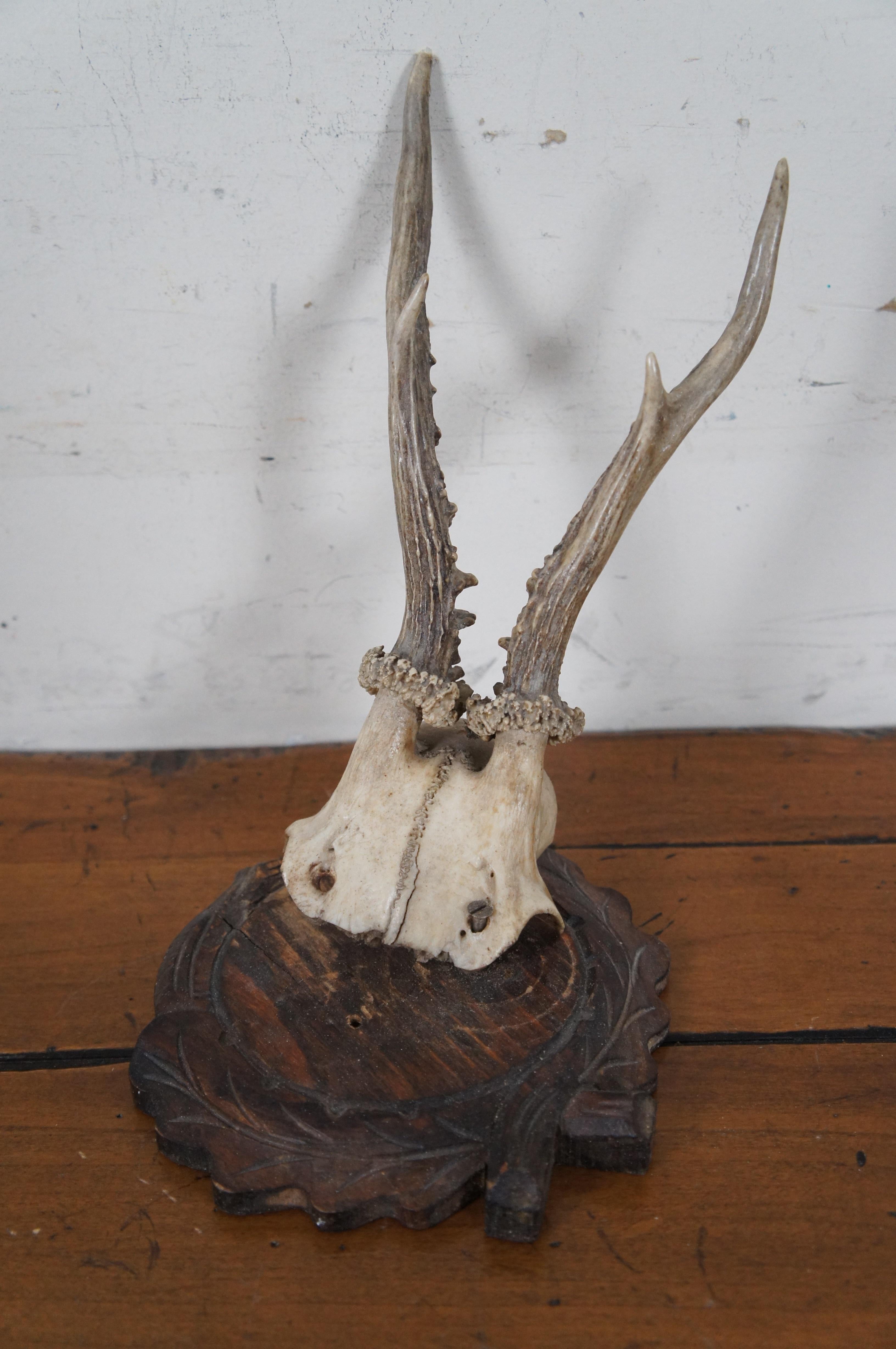 5 Antique Black Forest Roe Deer Hunt Taxidermy Antlers Horns Wood Plaques 4