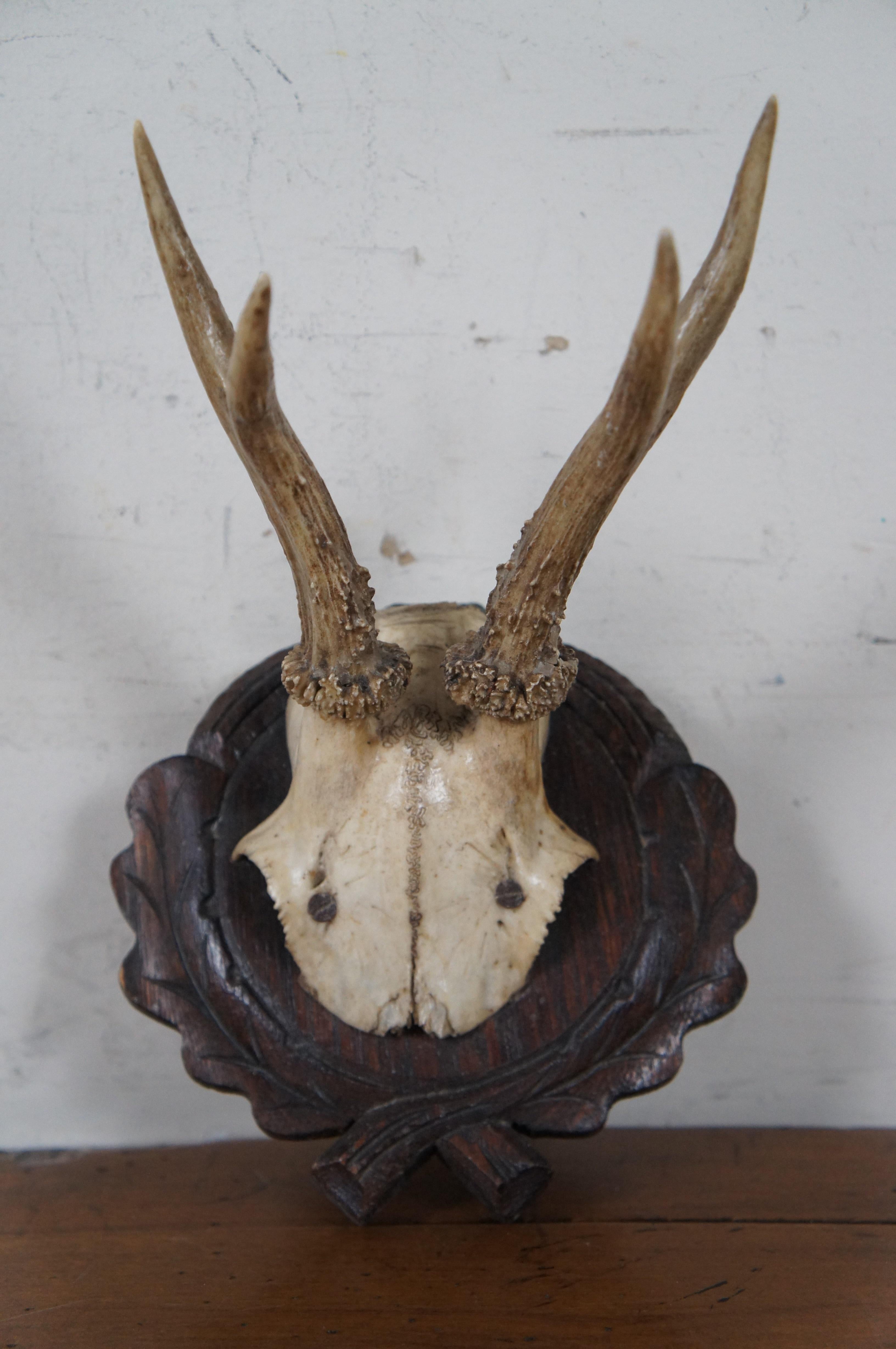 5 Antique Black Forest Roe Deer Hunt Taxidermy Antlers Horns Wood Plaques 5