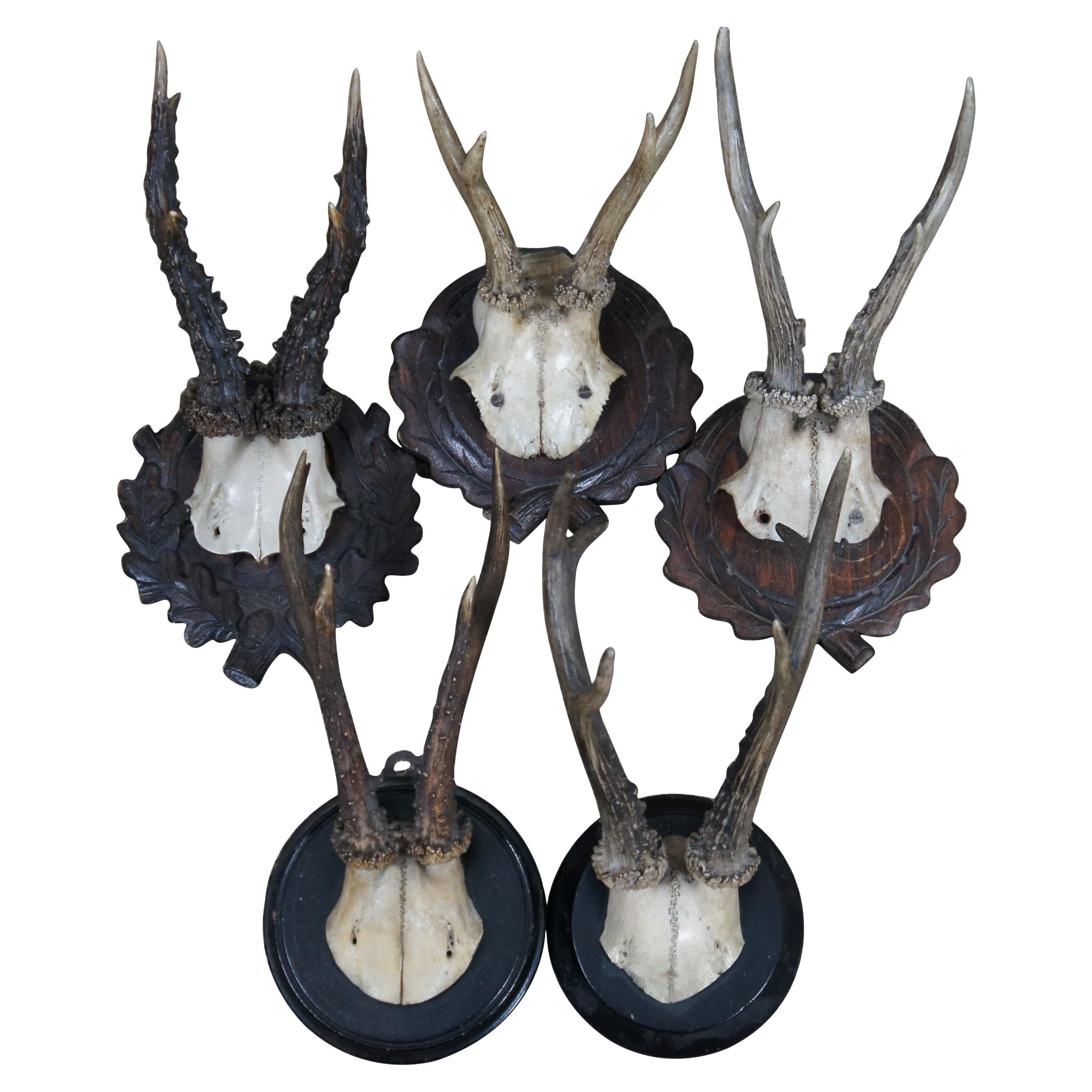 5 Antique Black Forest Roe Deer Hunt Taxidermy Antlers Horns Wood Plaques