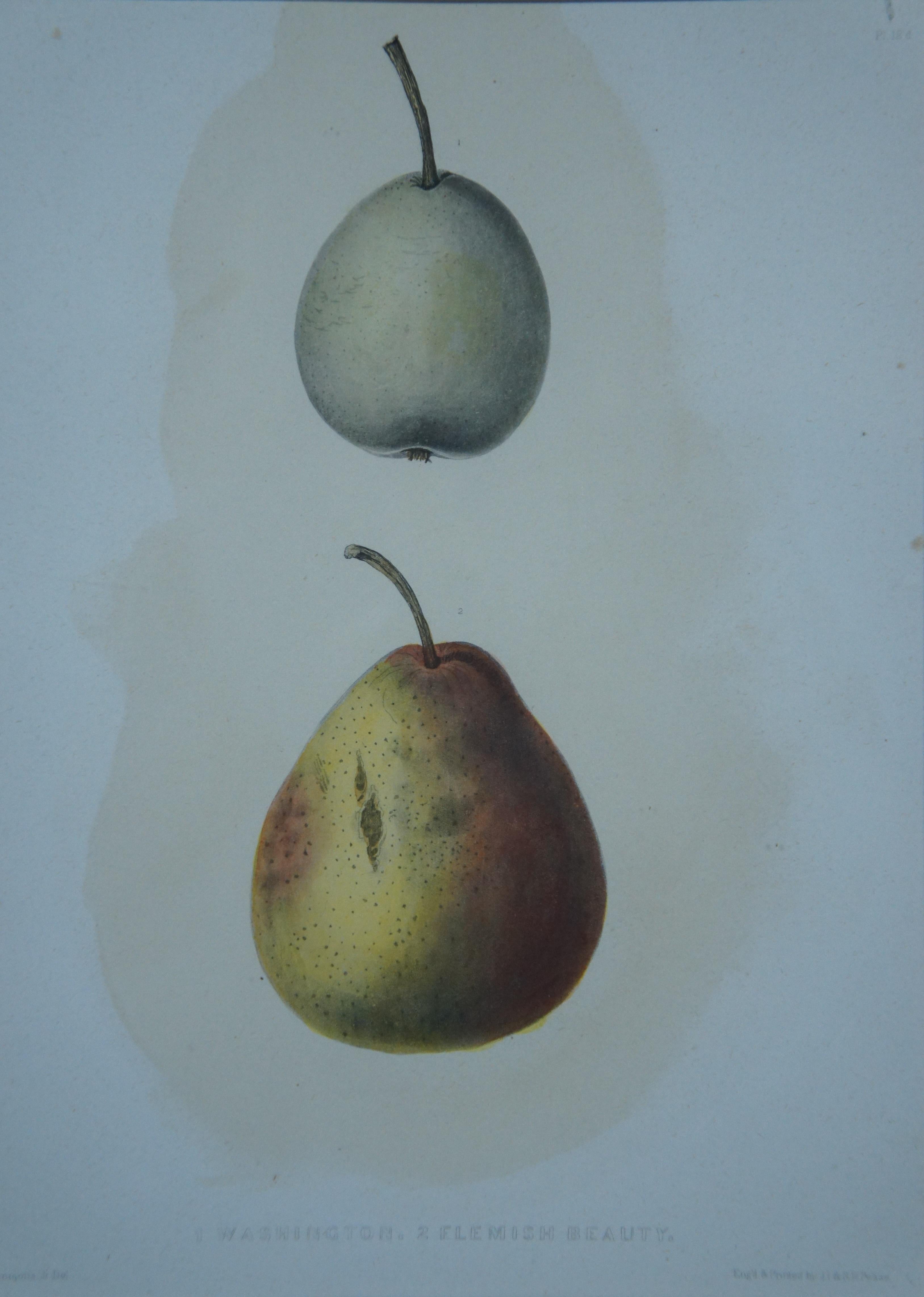 5 Antique German Ebenezer Emmons Pear Apple Fruit Lithograph Prints 15