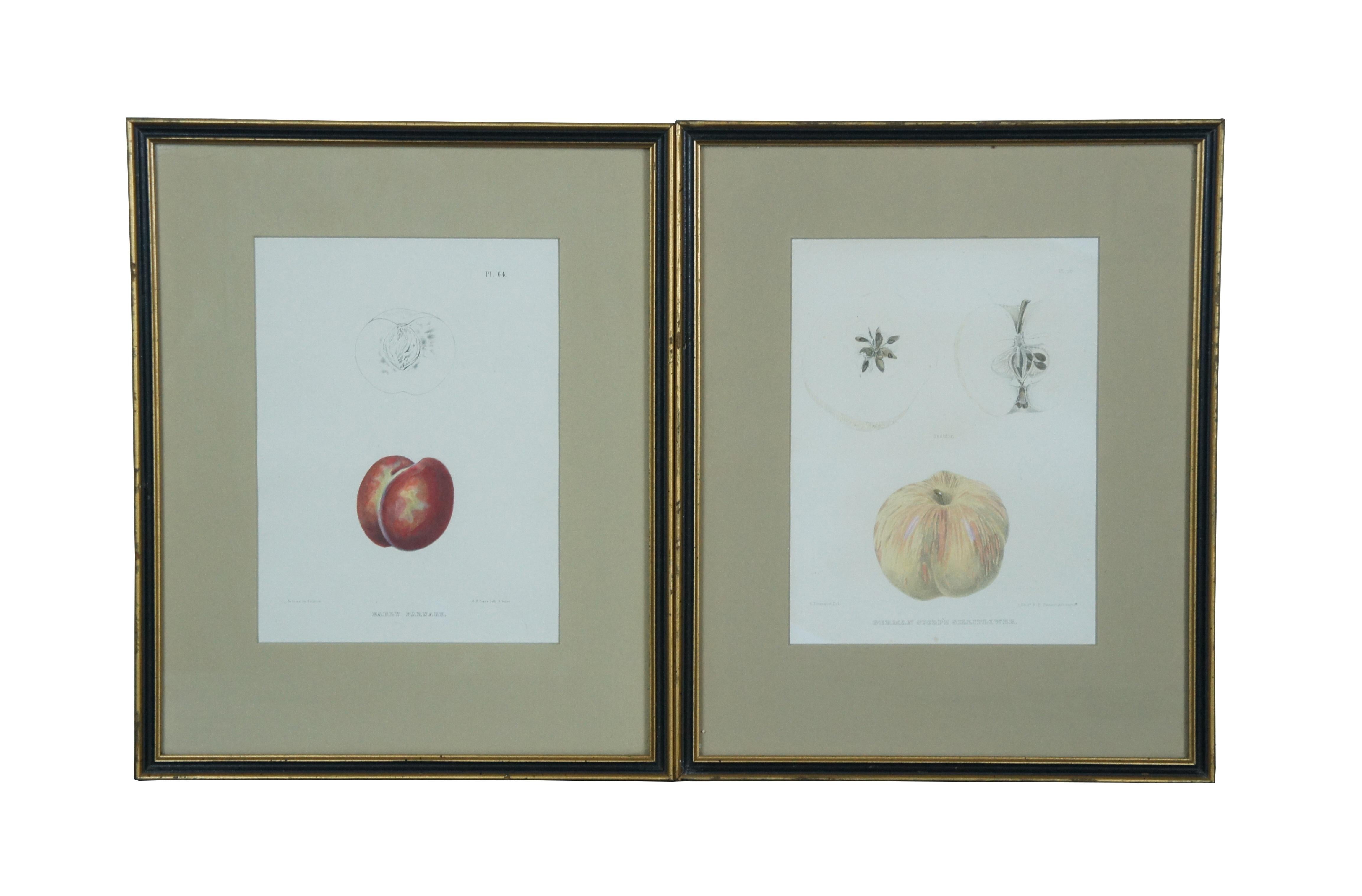 Set of five mid 19th century botanical style aquatint lithographs of varieties of apples and pears - German Scolp'd Gilliflower, Early Barnard, Dix, Beurre D'Aremerg, and 1 Washington 2 Flemish Beauty. Art by Ebenezer Emmons Jr, J. Wilson, and