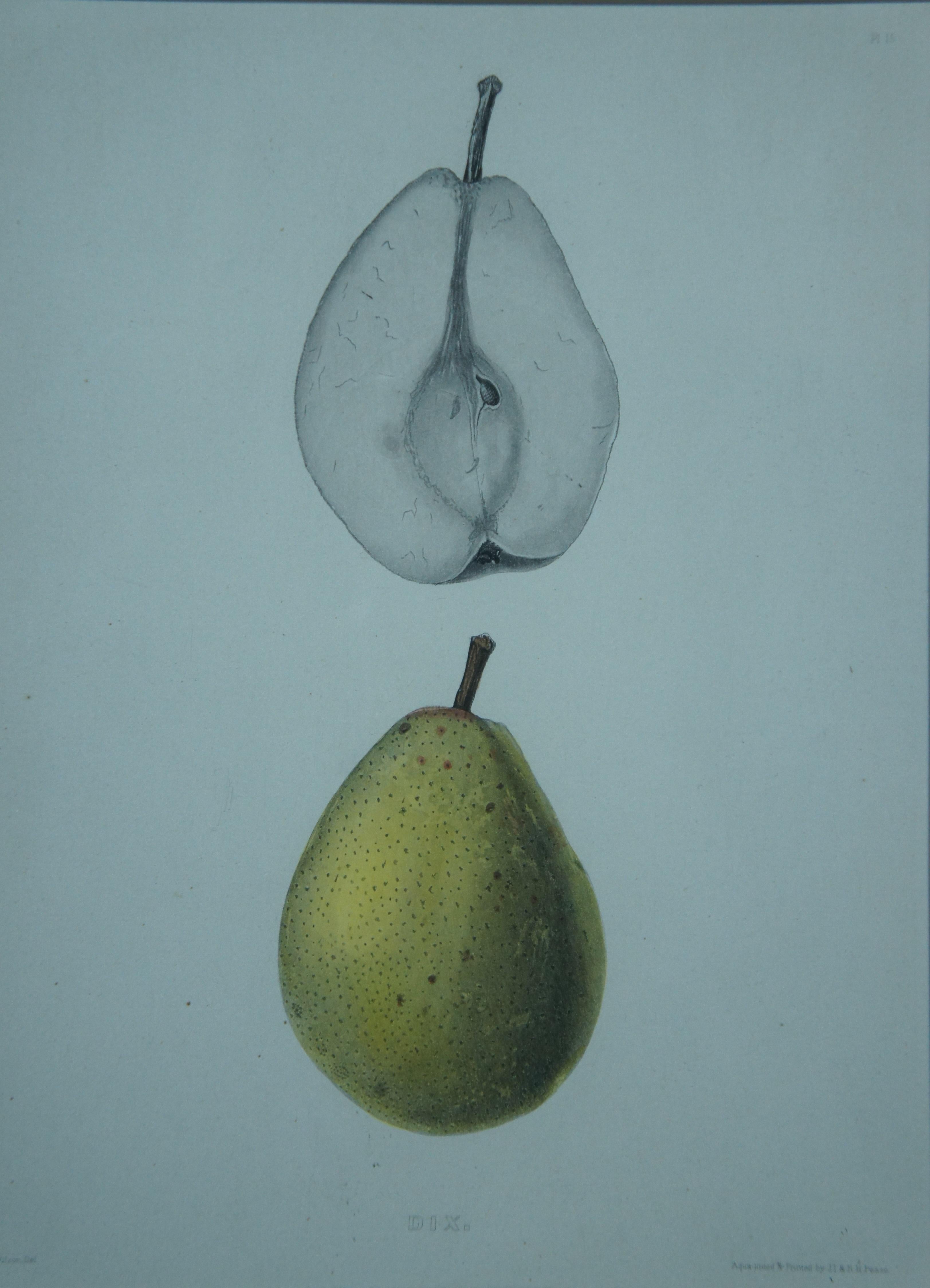 5 Antique German Ebenezer Emmons Pear Apple Fruit Lithograph Prints 15