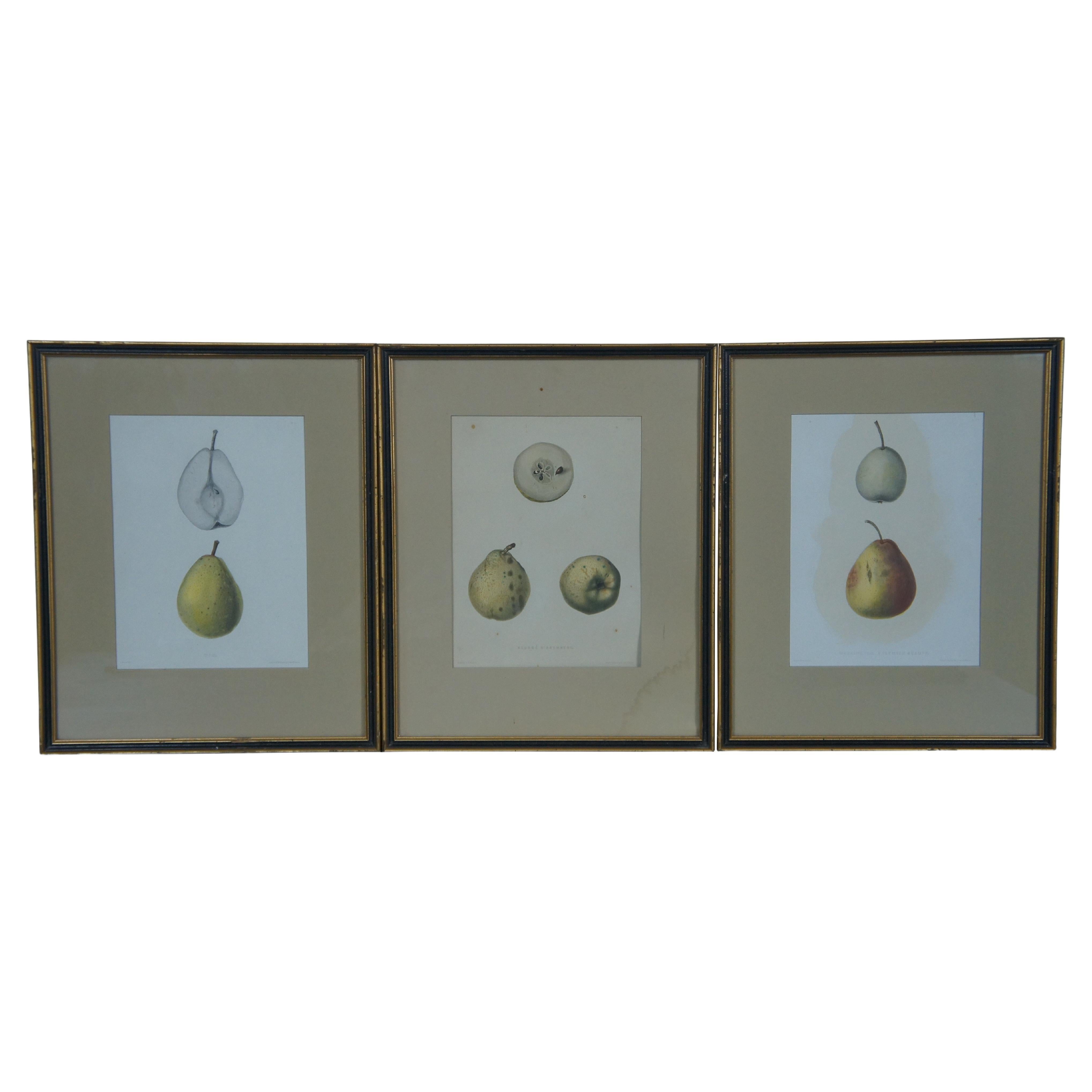 5 Antique German Ebenezer Emmons Pear Apple Fruit Lithograph Prints 15" For Sale