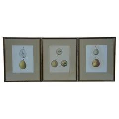 5 Antique German Ebenezer Emmons Pear Apple Fruit Lithograph Prints 15"