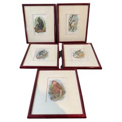 5 English 1890s Monkey Prints