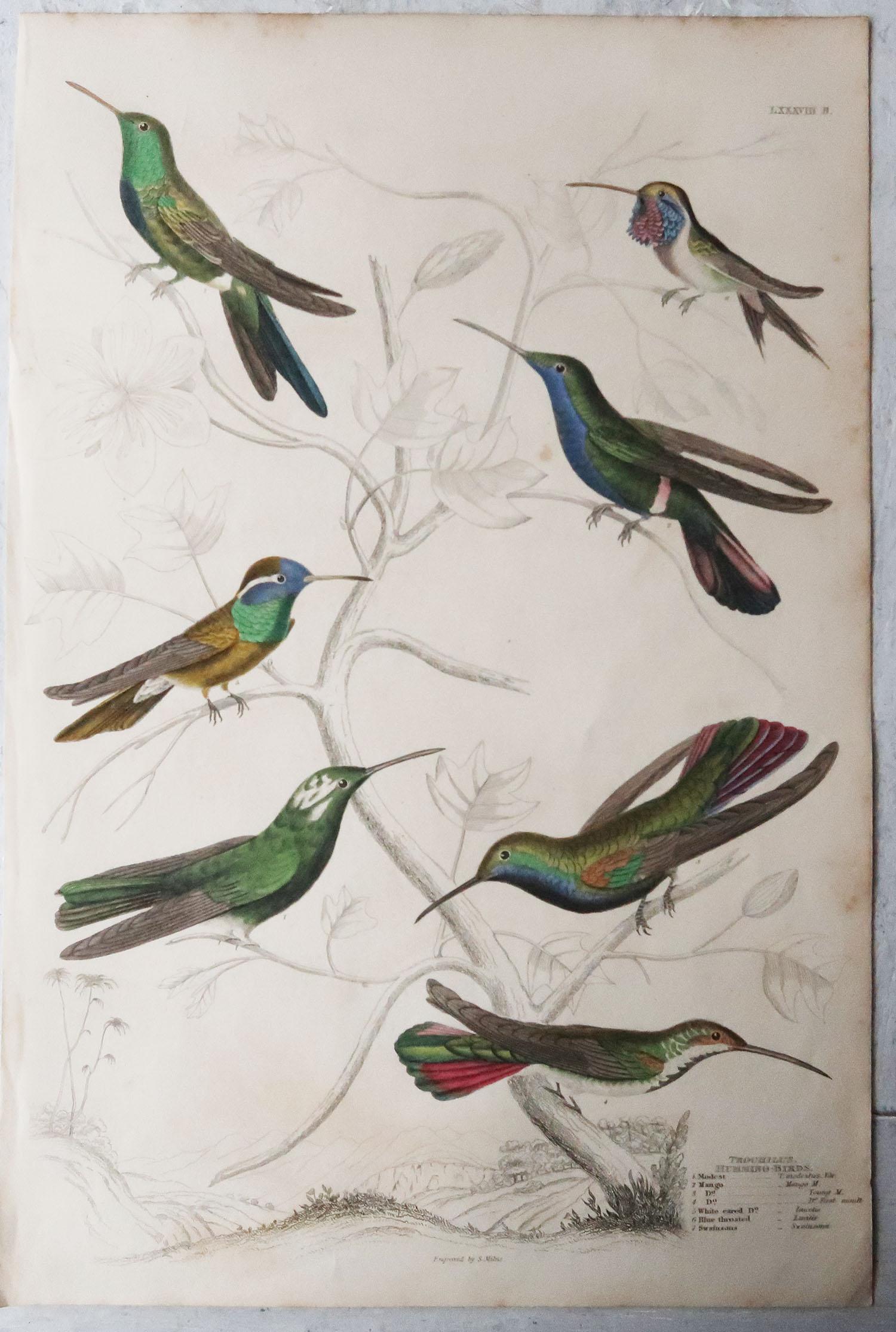Folk Art 5 Large Original Antique Natural History Prints, Hummingbirds, Circa 1835