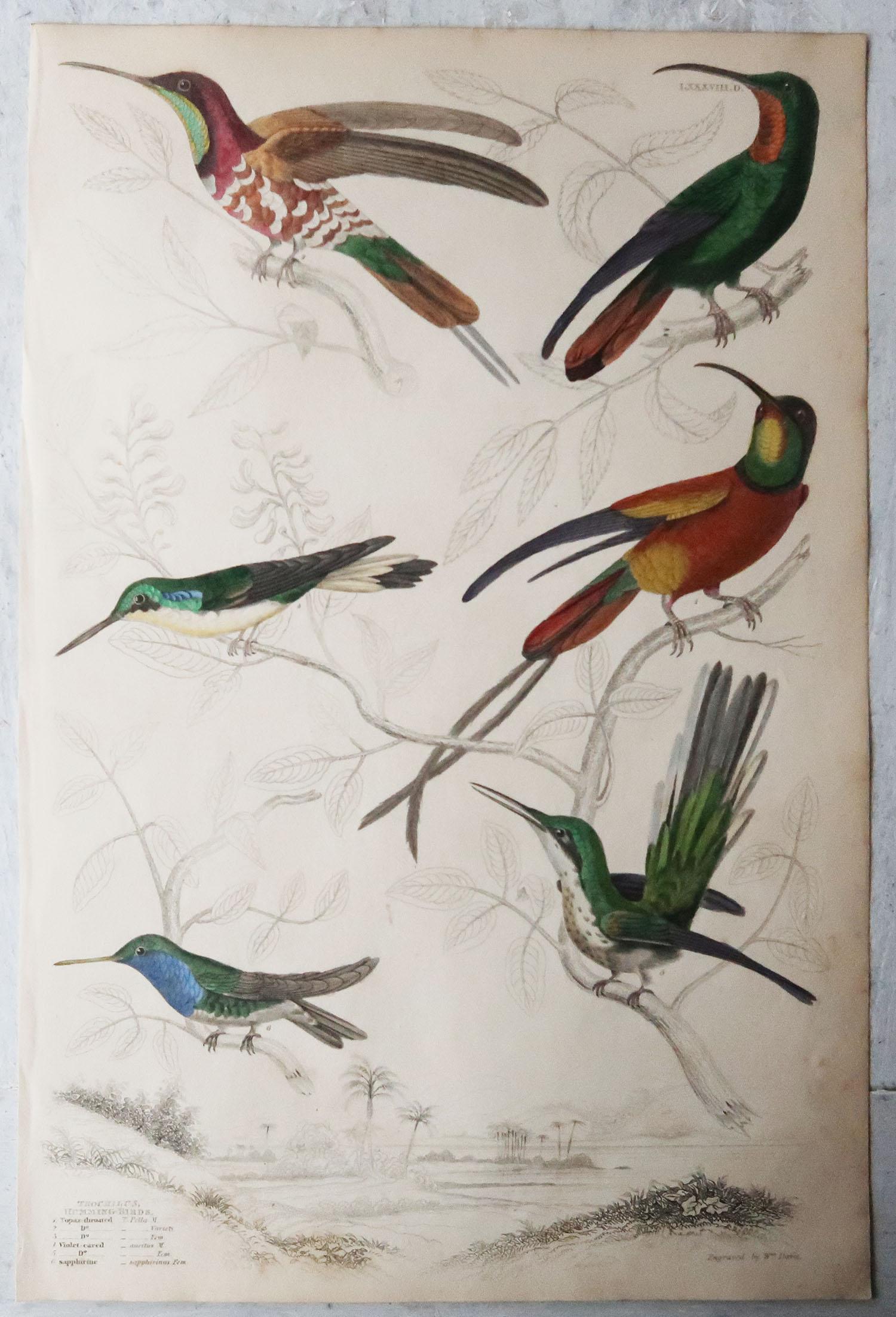 English 5 Large Original Antique Natural History Prints, Hummingbirds, Circa 1835