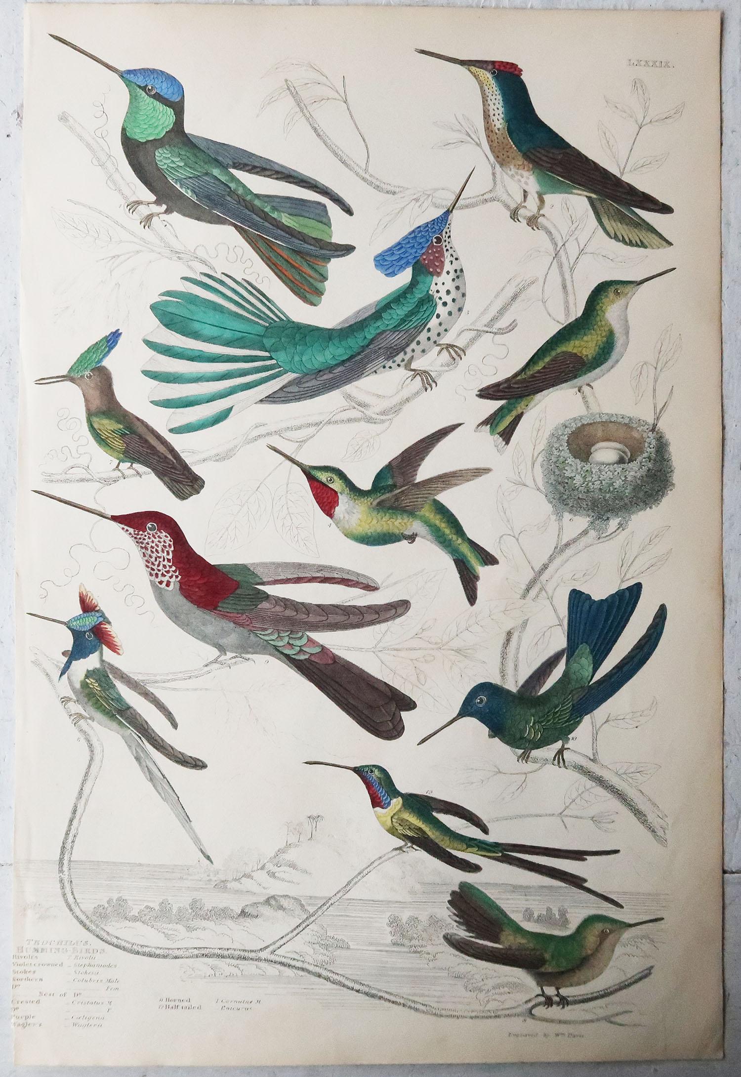 5 Large Original Antique Natural History Prints, Hummingbirds, Circa 1835 In Good Condition In St Annes, Lancashire