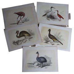 5 Original Antique Bird Prints, Tallis, circa 1850