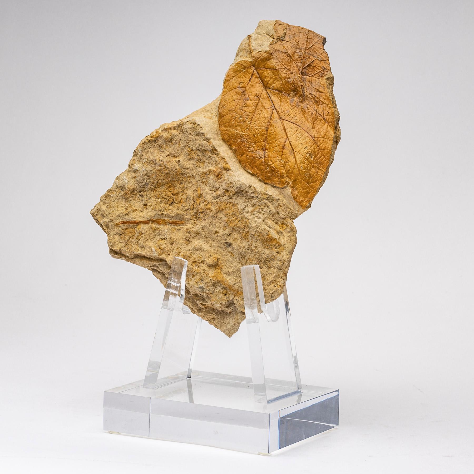 Beautiful and detailed fossil leaves from Arkansas, USA dating 50-55 million years old from the Eocene period.
Mounted on a custom acrylic stand.