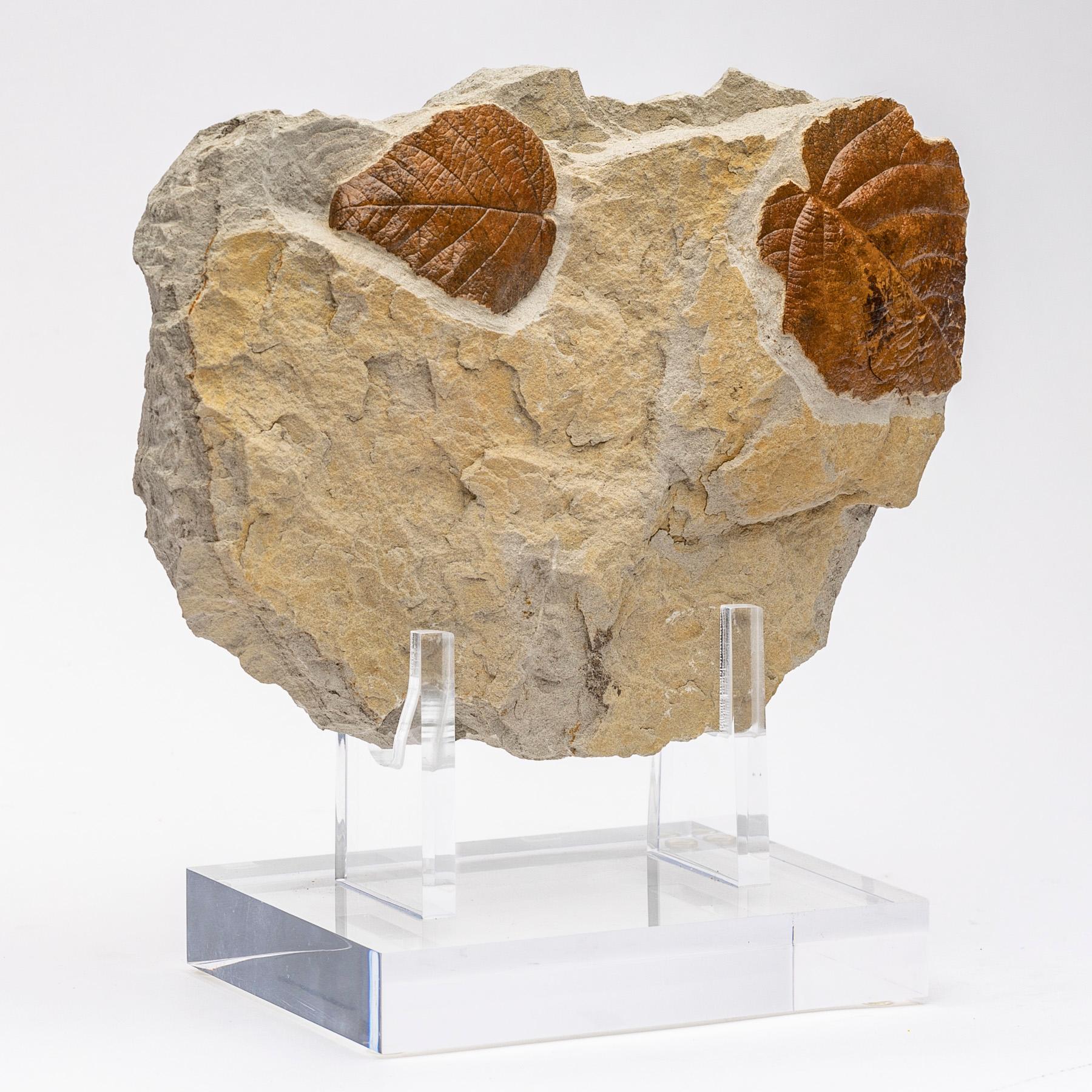 fossils in arkansas