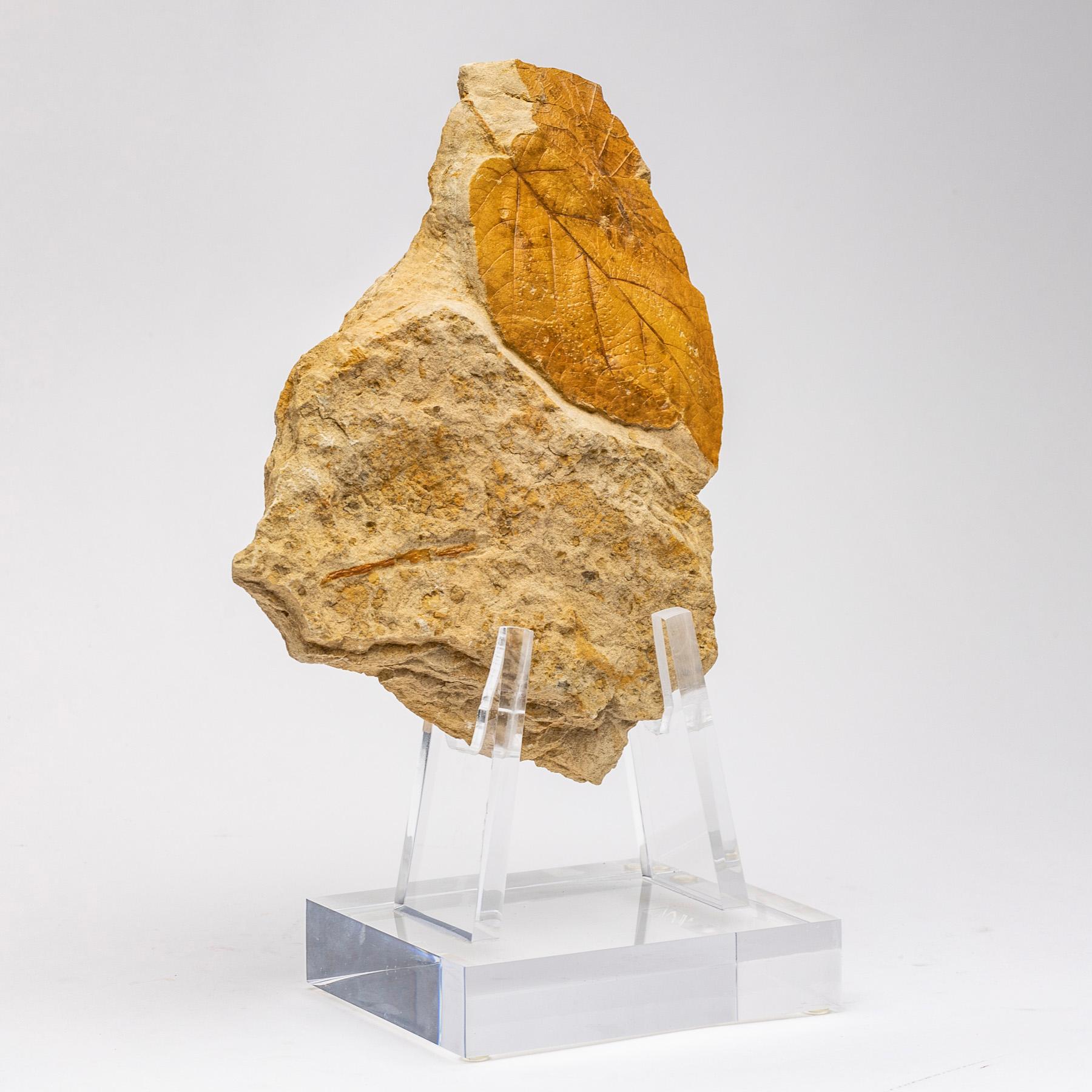 50 Millionen Jahre alte fossile Blätter aus Arkansas, montiert auf einem kundenspezifischen Stand aus Acryl (Organische Moderne) im Angebot