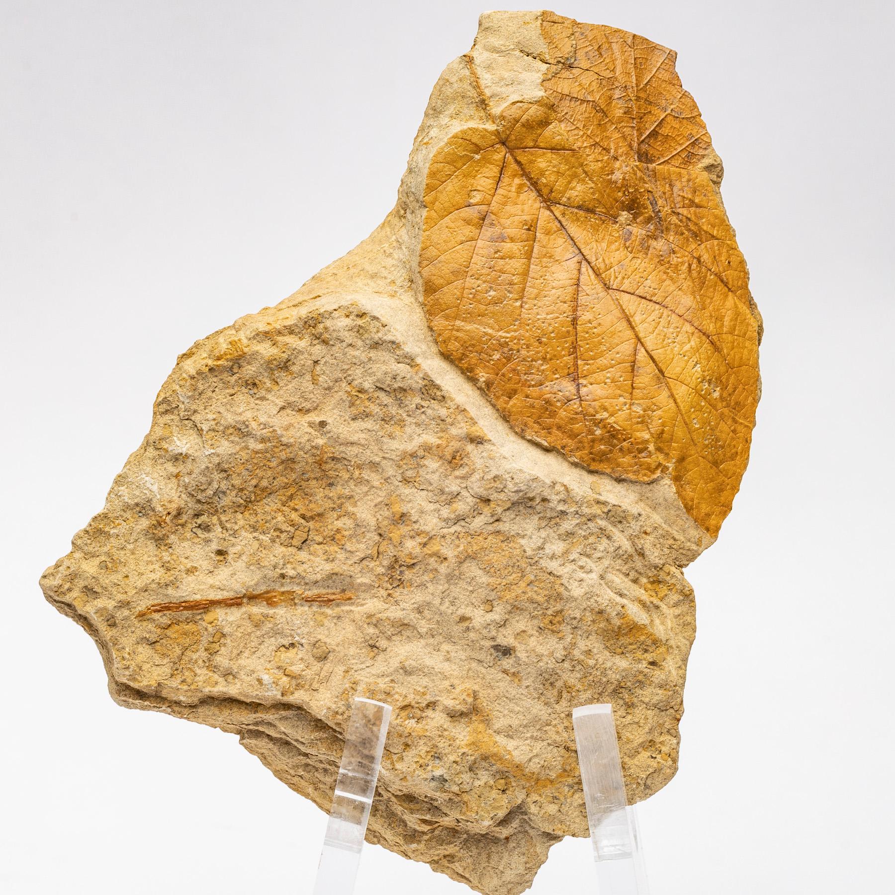 50 Millionen Jahre alte fossile Blätter aus Arkansas, montiert auf einem kundenspezifischen Stand aus Acryl (Mexikanisch) im Angebot