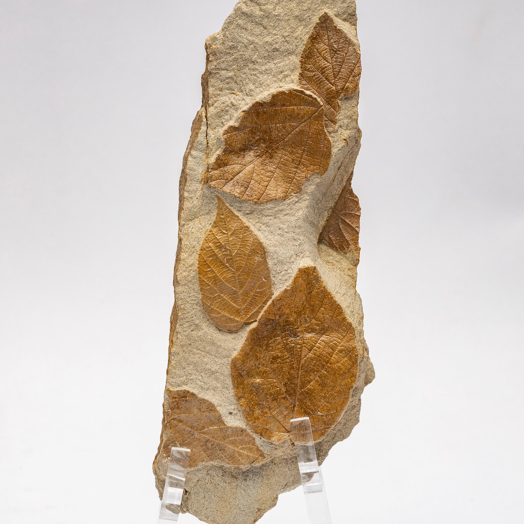 Organic Modern 50 Million Y/O Fossil Leaves from Arkansas Mounted on a Custom Acrylic Stand