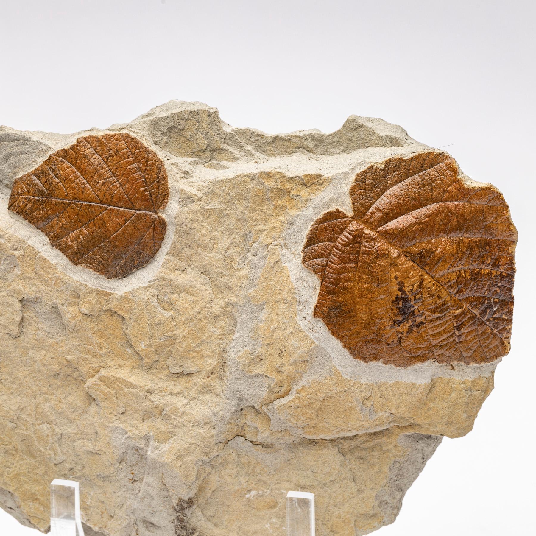 Mexican 50 Million Y/O Fossil Leaves from Arkansas Mounted on a Custom Acrylic Stand For Sale