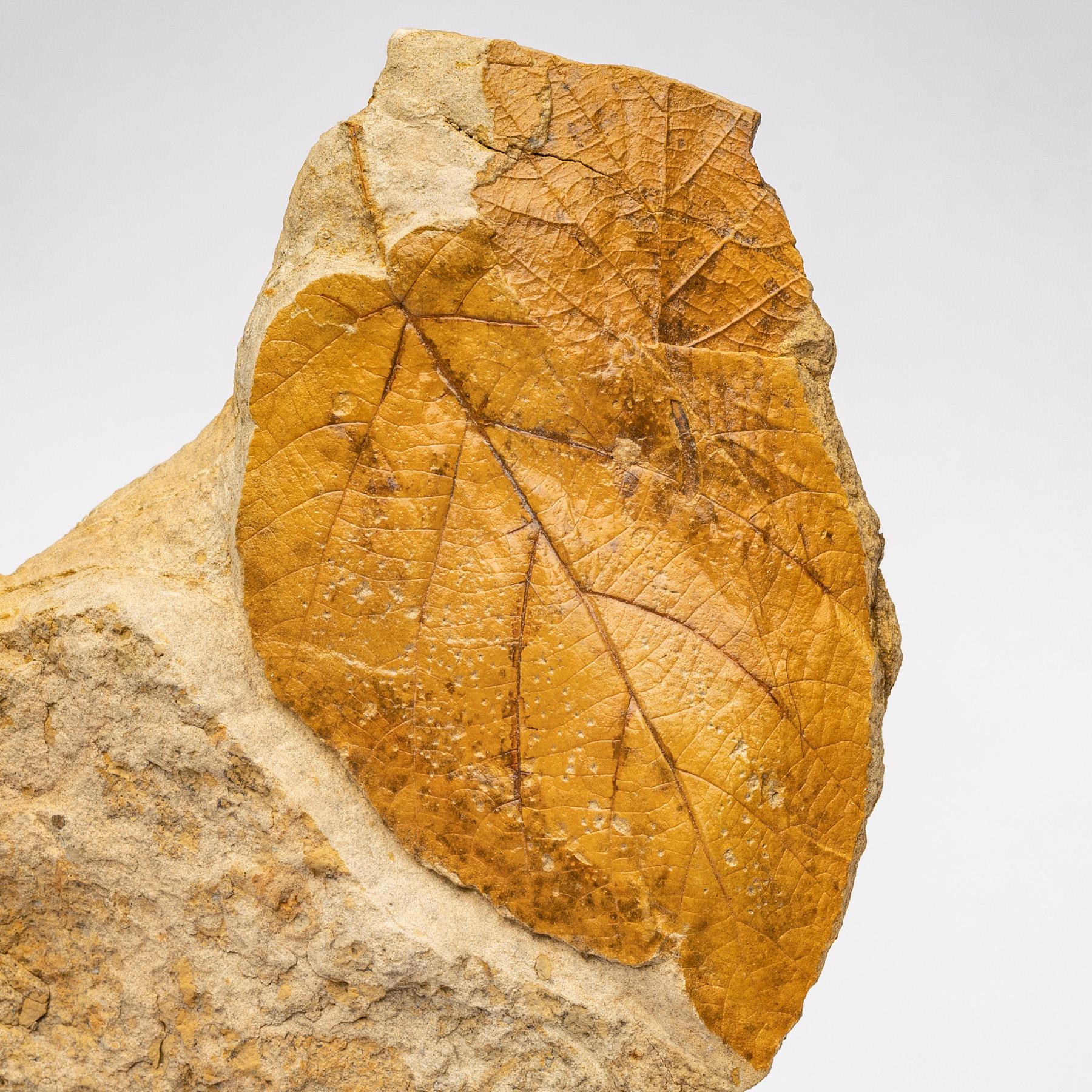 50 Millionen Jahre alte fossile Blätter aus Arkansas, montiert auf einem kundenspezifischen Stand aus Acryl im Zustand „Neu“ im Angebot in Polanco, CDMX