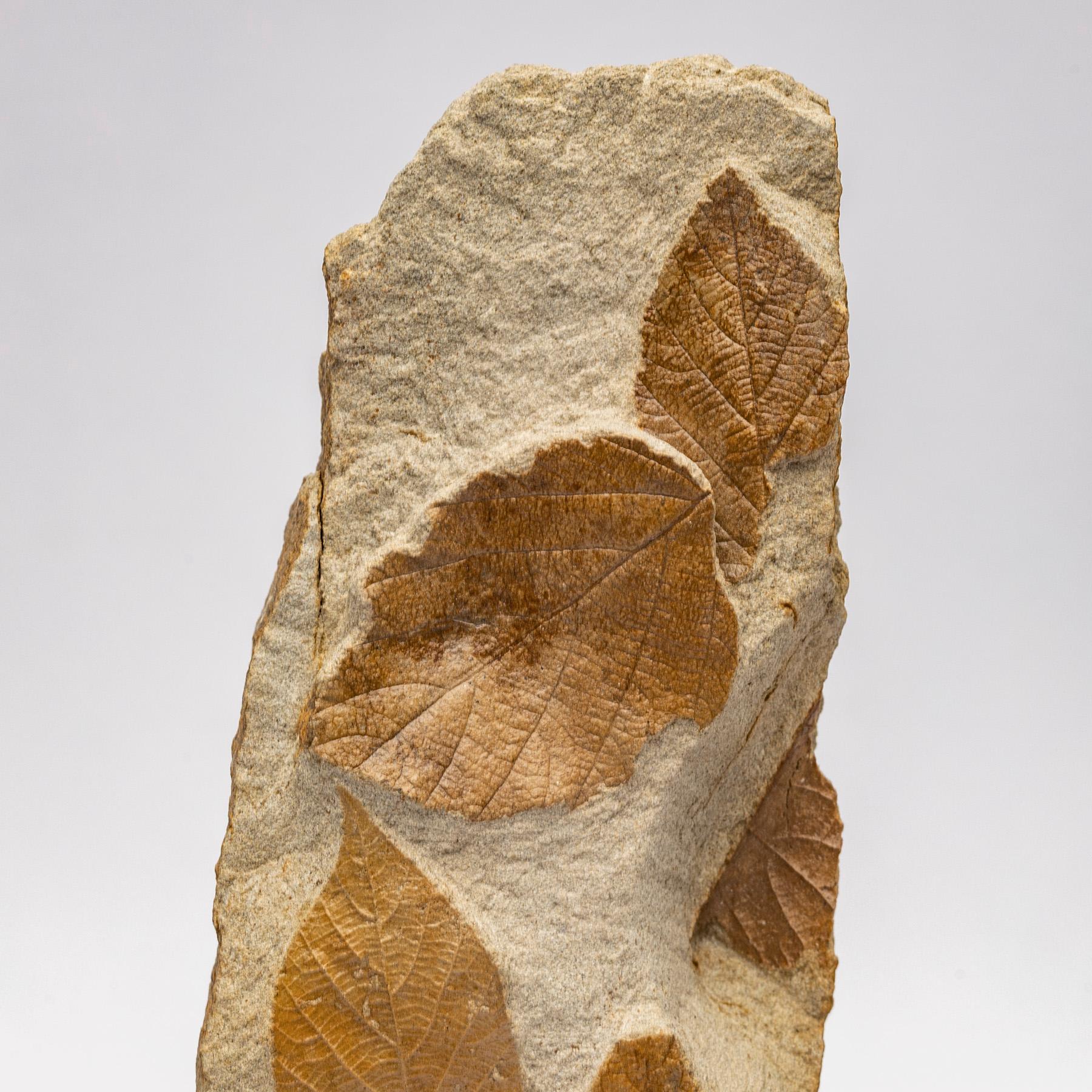 Mexican 50 Million Y/O Fossil Leaves from Arkansas Mounted on a Custom Acrylic Stand