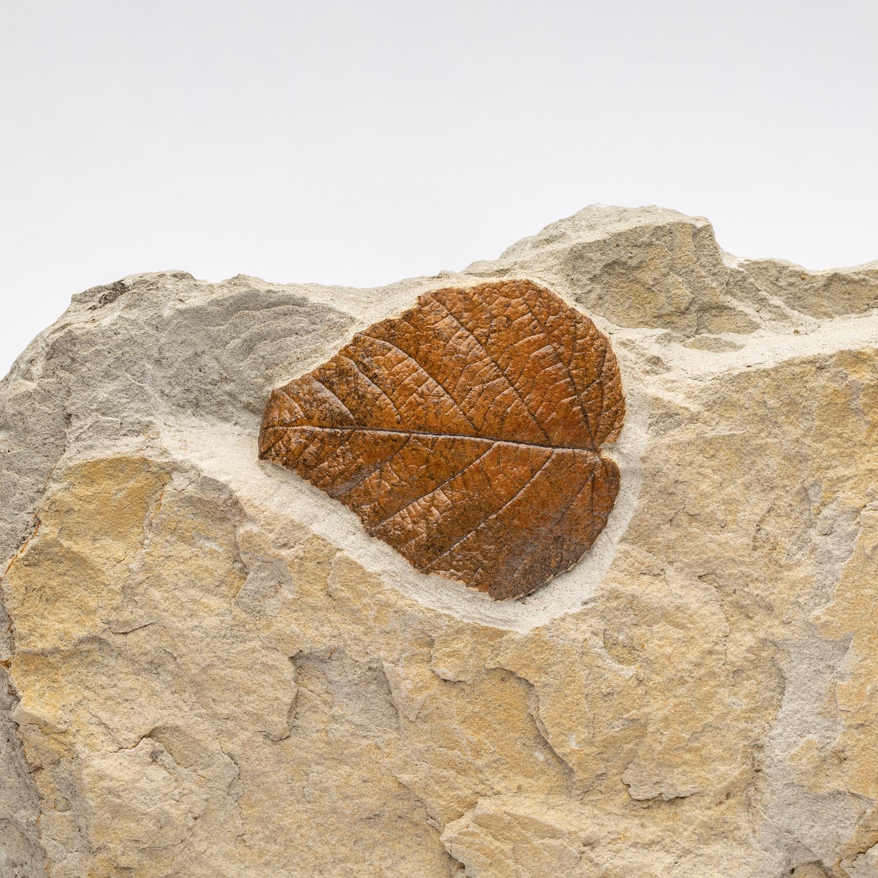 50 Millionen y/o Fossilblätter aus Arkansas, montiert auf einem maßgefertigten Acrylständer (21. Jahrhundert und zeitgenössisch) im Angebot