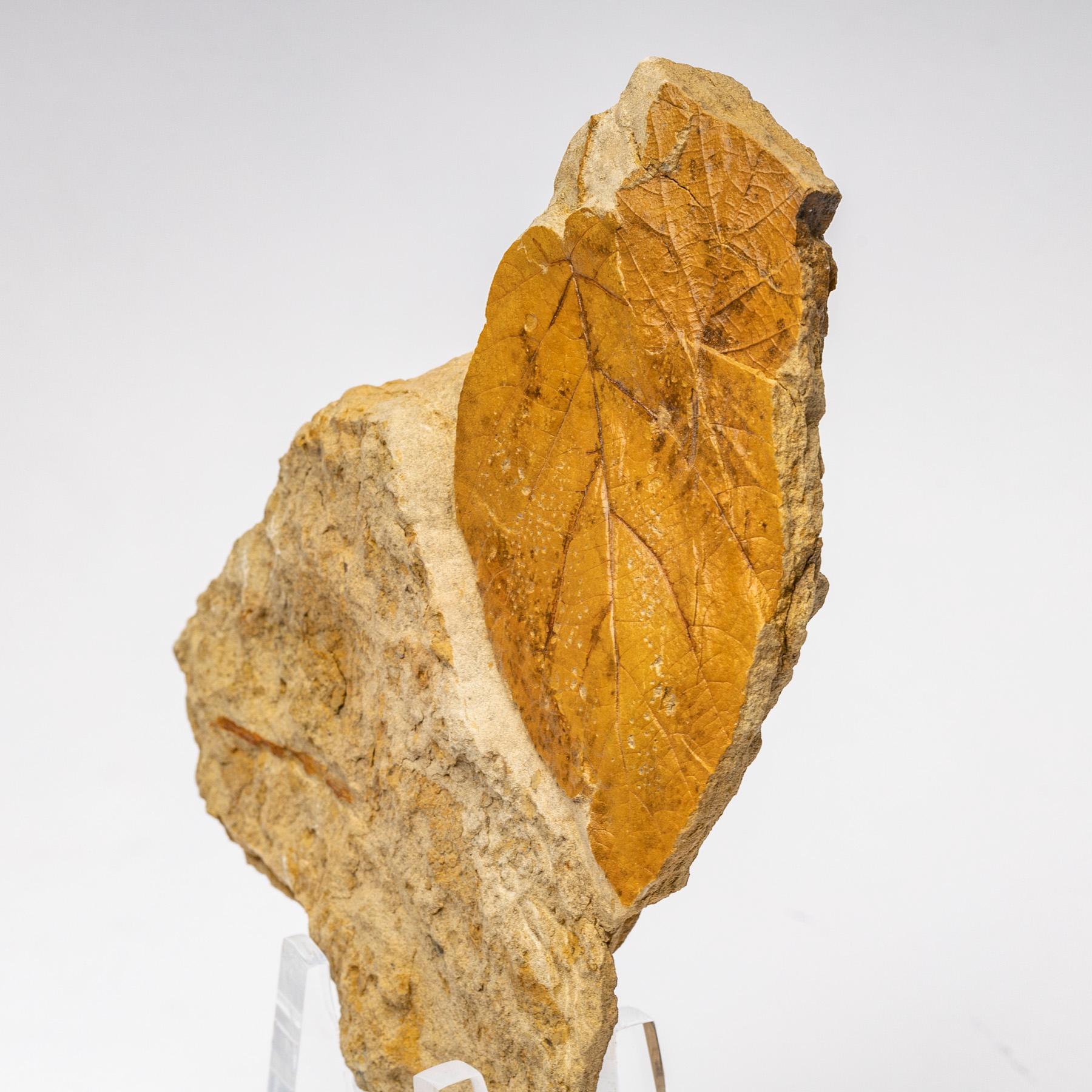 50 Millionen Jahre alte fossile Blätter aus Arkansas, montiert auf einem kundenspezifischen Stand aus Acryl (21. Jahrhundert und zeitgenössisch) im Angebot