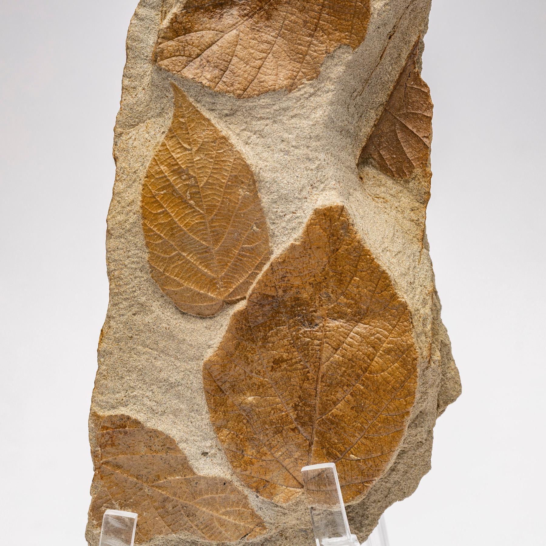 50 Million Y/O Fossil Leaves from Arkansas Mounted on a Custom Acrylic Stand In New Condition In Polanco, CDMX