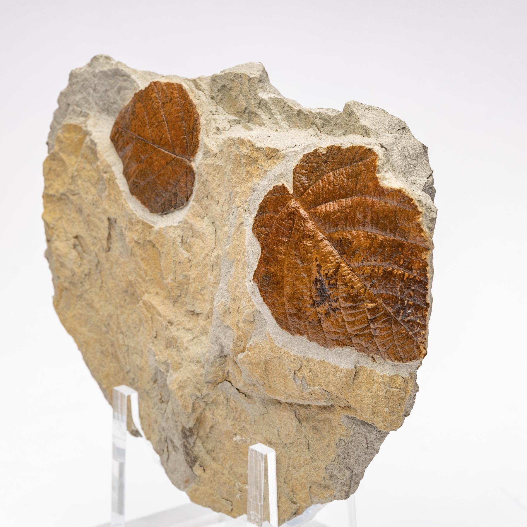 Contemporary 50 Million Y/O Fossil Leaves from Arkansas Mounted on a Custom Acrylic Stand For Sale