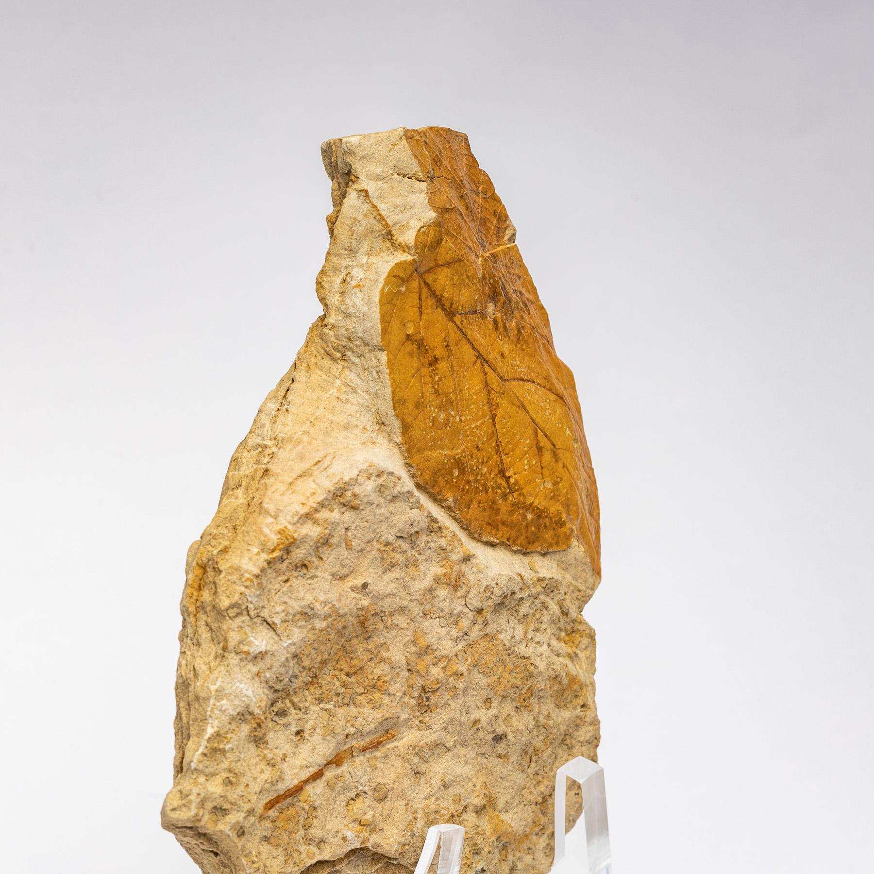 50 Millionen Jahre alte fossile Blätter aus Arkansas, montiert auf einem kundenspezifischen Stand aus Acryl im Angebot 1