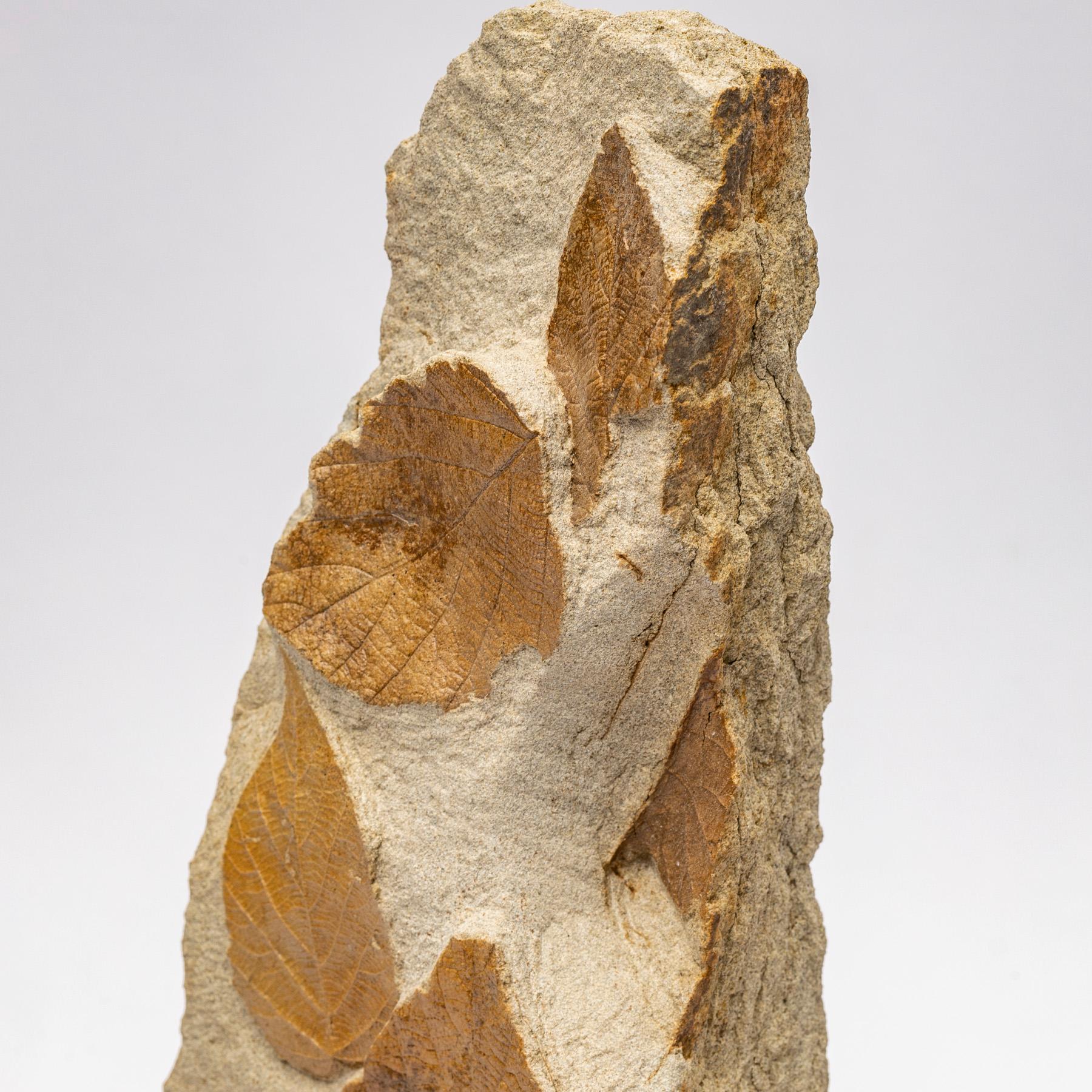 Contemporary 50 Million Y/O Fossil Leaves from Arkansas Mounted on a Custom Acrylic Stand