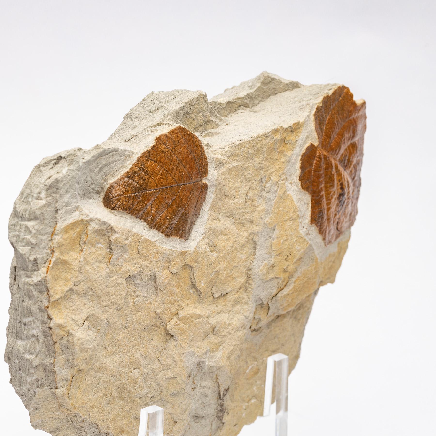50 Millionen y/o Fossilblätter aus Arkansas, montiert auf einem maßgefertigten Acrylständer im Angebot 2