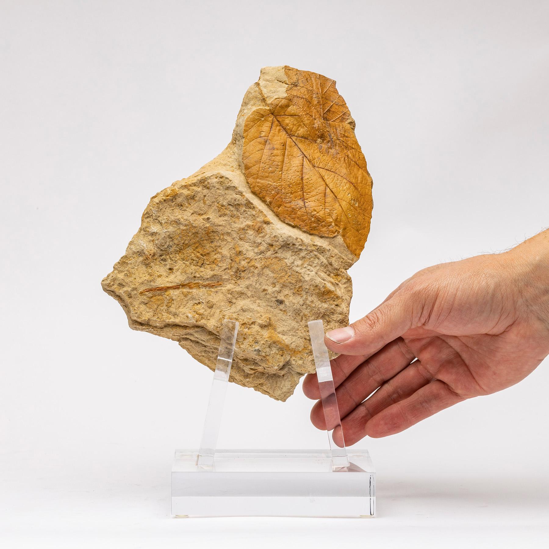 50 Millionen Jahre alte fossile Blätter aus Arkansas, montiert auf einem kundenspezifischen Stand aus Acryl im Angebot 2