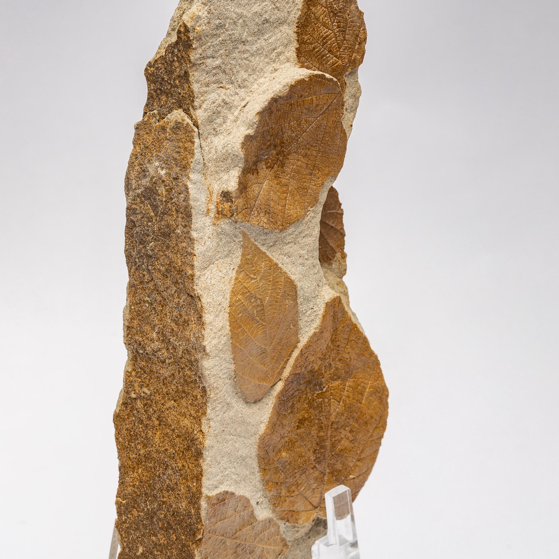 50 Million Y/O Fossil Leaves from Arkansas Mounted on a Custom Acrylic Stand 1