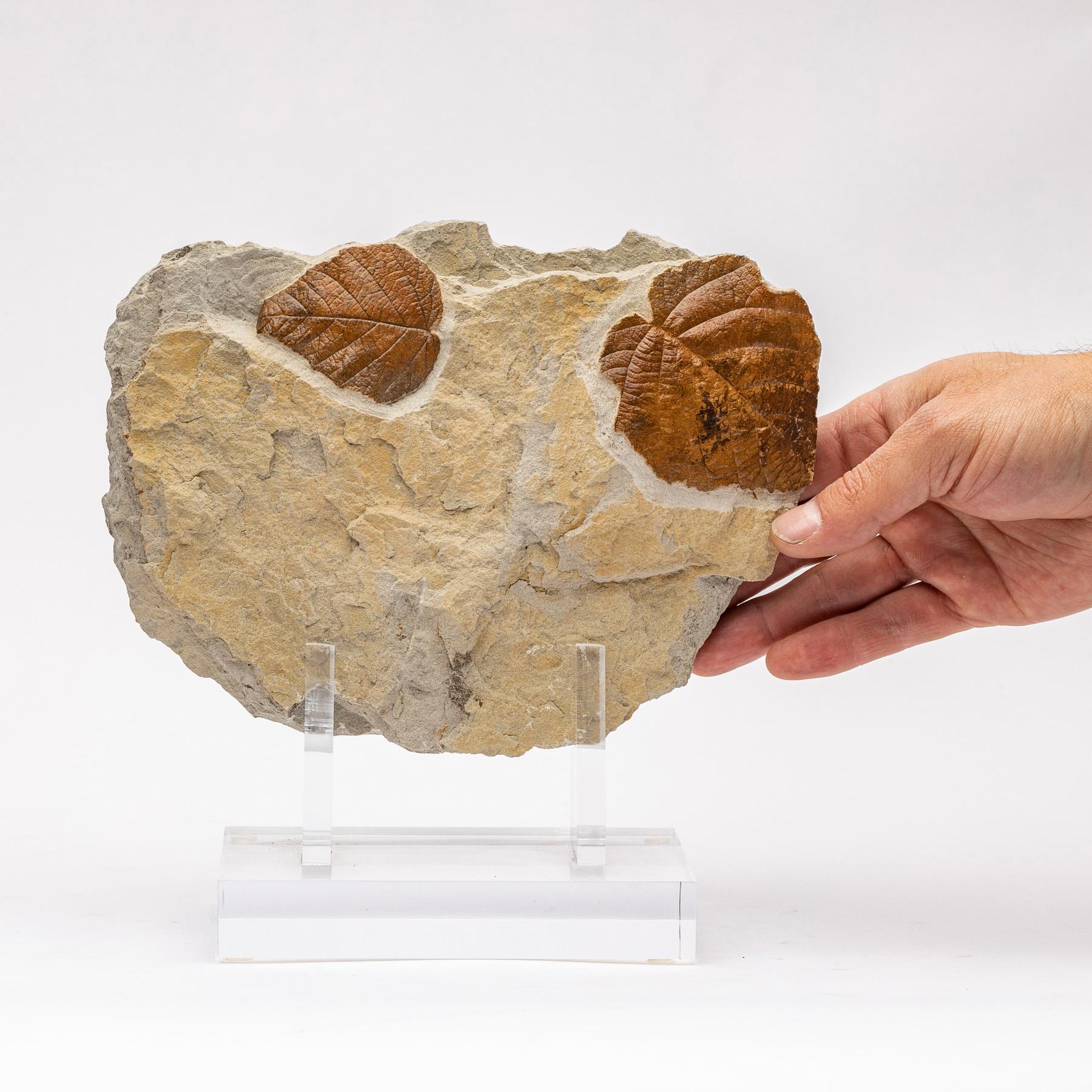 50 Million Y/O Fossil Leaves from Arkansas Mounted on a Custom Acrylic Stand For Sale 1