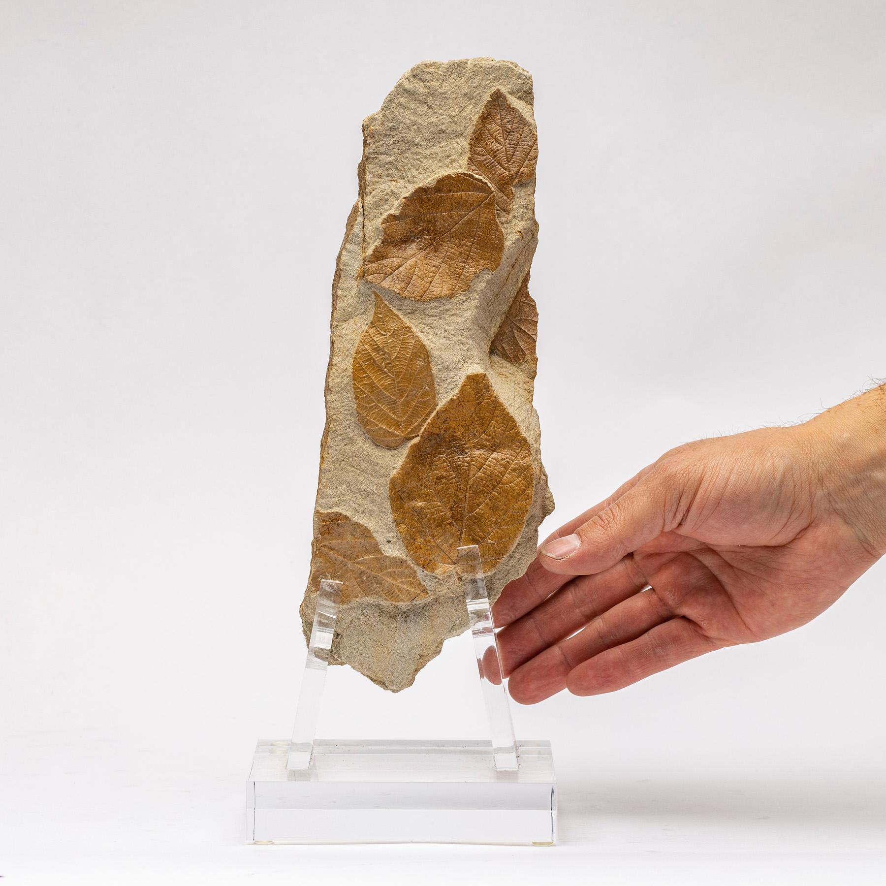 50 Million Y/O Fossil Leaves from Arkansas Mounted on a Custom Acrylic Stand 2