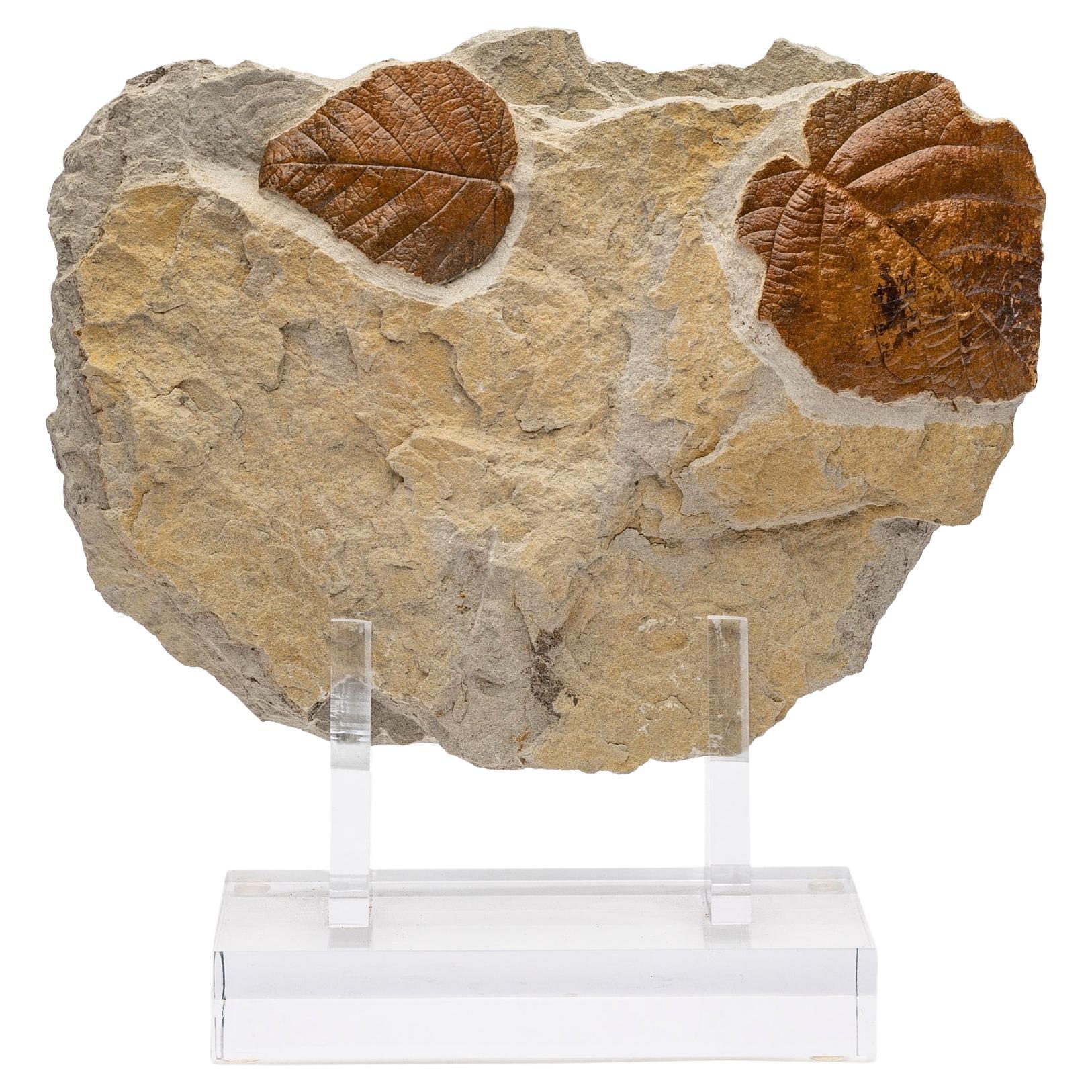 50 Million Y/O Fossil Leaves from Arkansas Mounted on a Custom Acrylic Stand For Sale