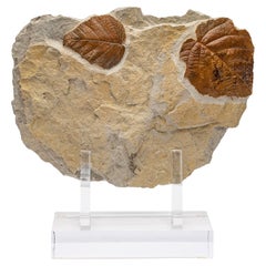 50 Million Y/O Fossil Leaves from Arkansas Mounted on a Custom Acrylic Stand