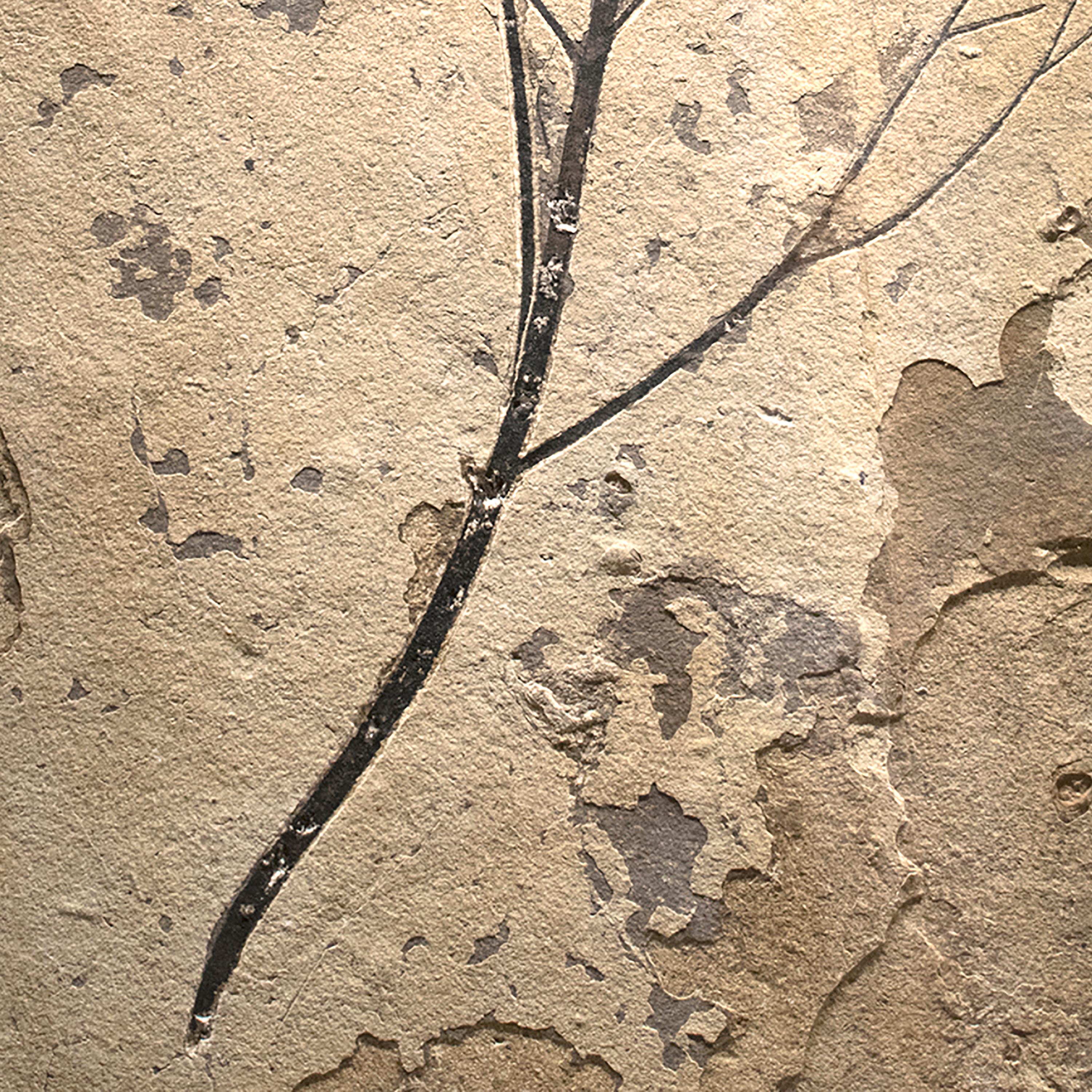 American 50 Million Year Old Eocene Era Fossil Branch Mural in Stone, from Wyoming