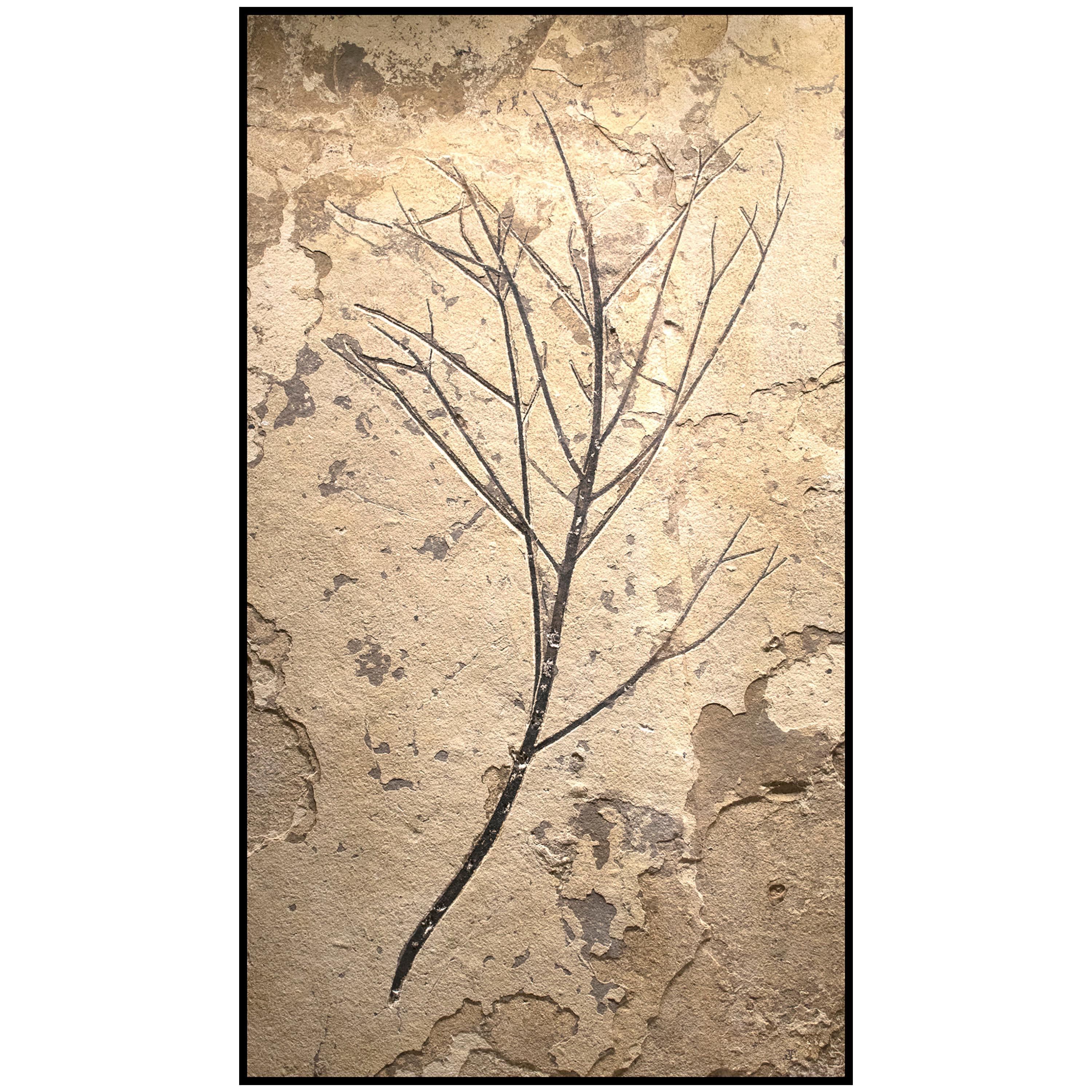 50 Million Year Old Eocene Era Fossil Branch Mural in Stone, from Wyoming