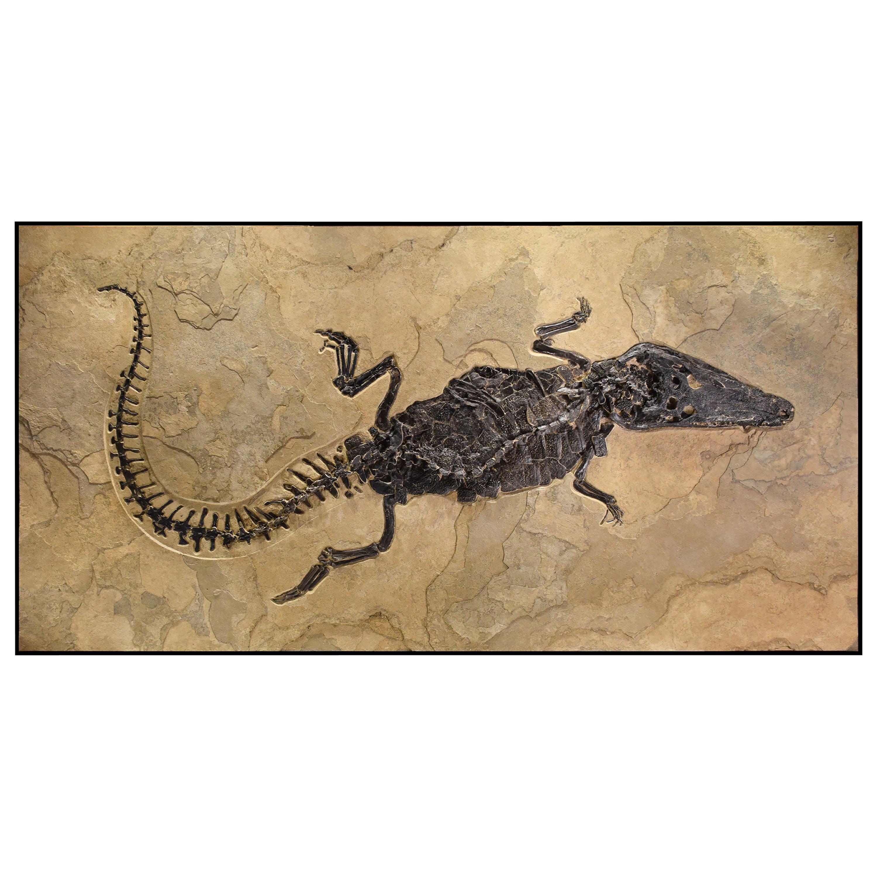 50 Million Year Old Eocene Era Fossil Crocodile Specimen in Stone, from Wyoming