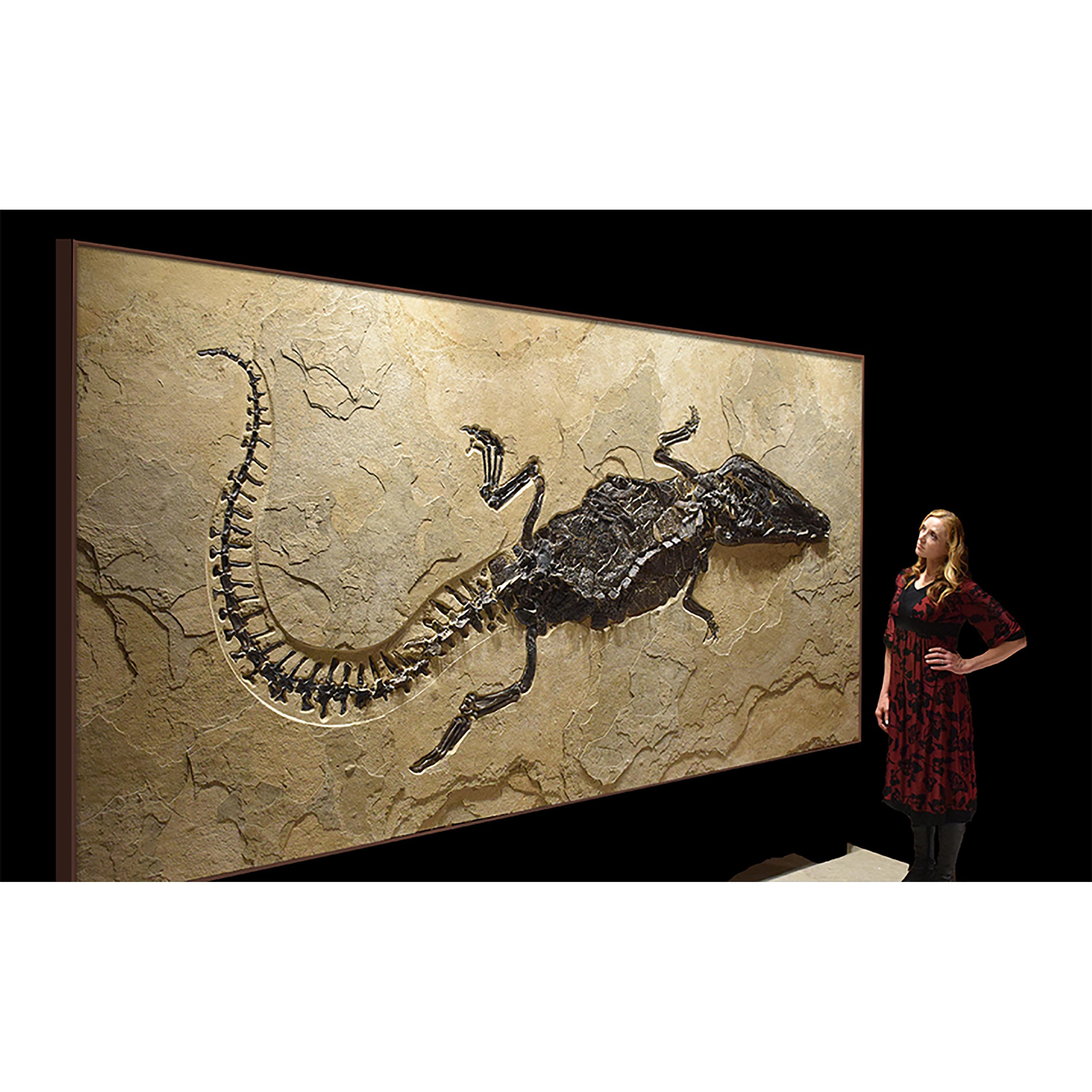 50 Million Year Old Eocene Era Fossil Crocodile Specimen In Stone From