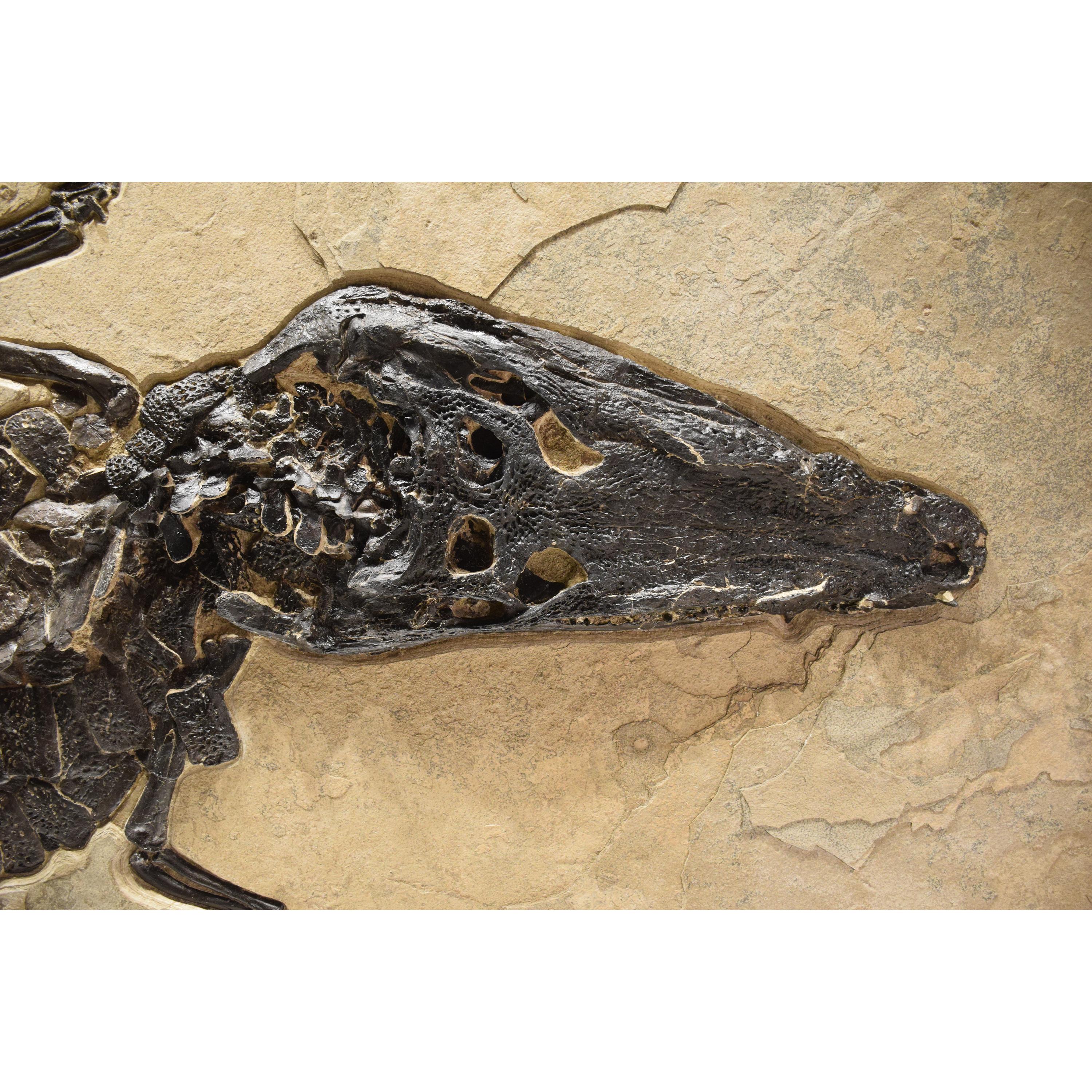50 Million Year Old Eocene Era Fossil Crocodile Specimen In Stone From
