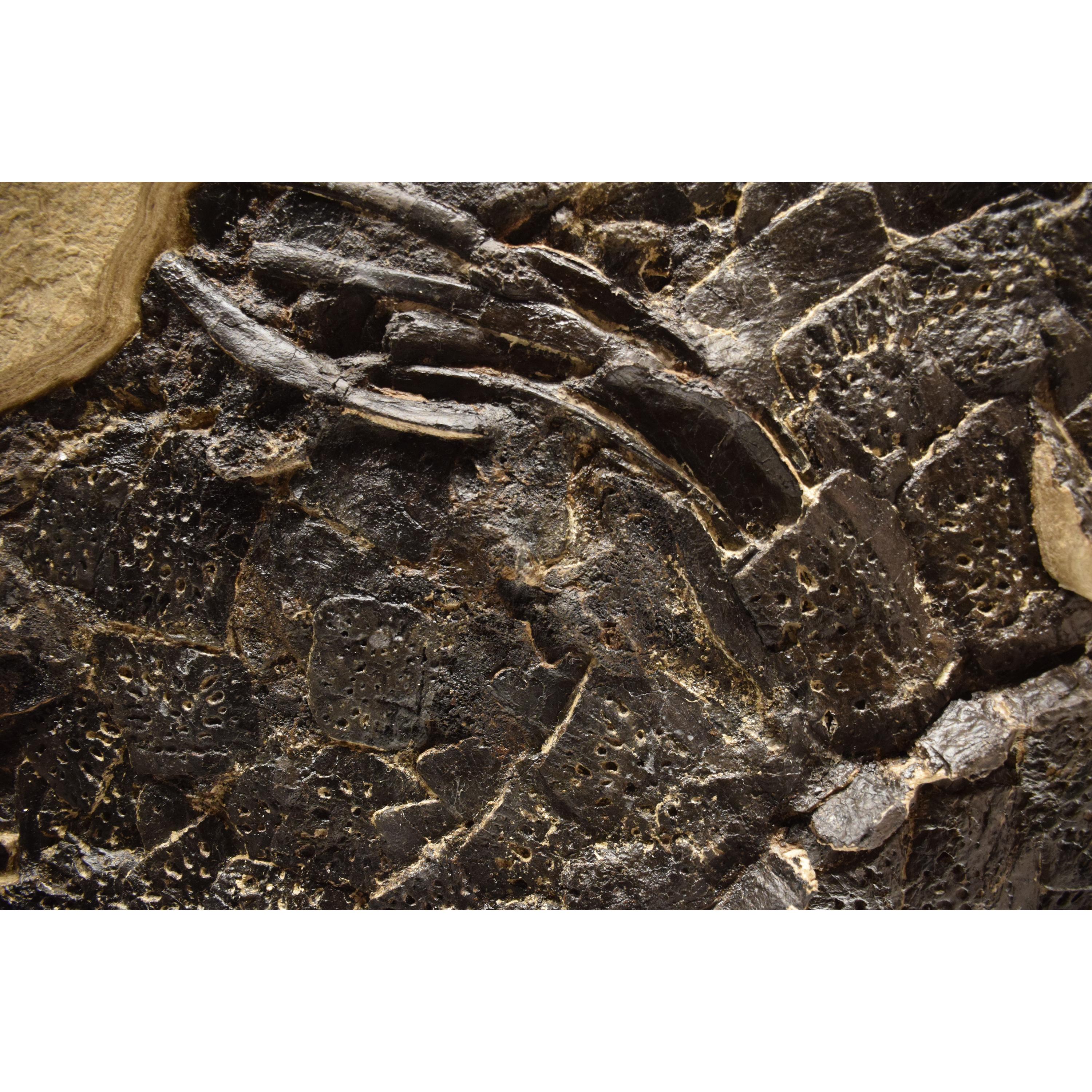 American 50 Million Year Old Eocene Era Fossil Crocodile Specimen in Stone, from Wyoming