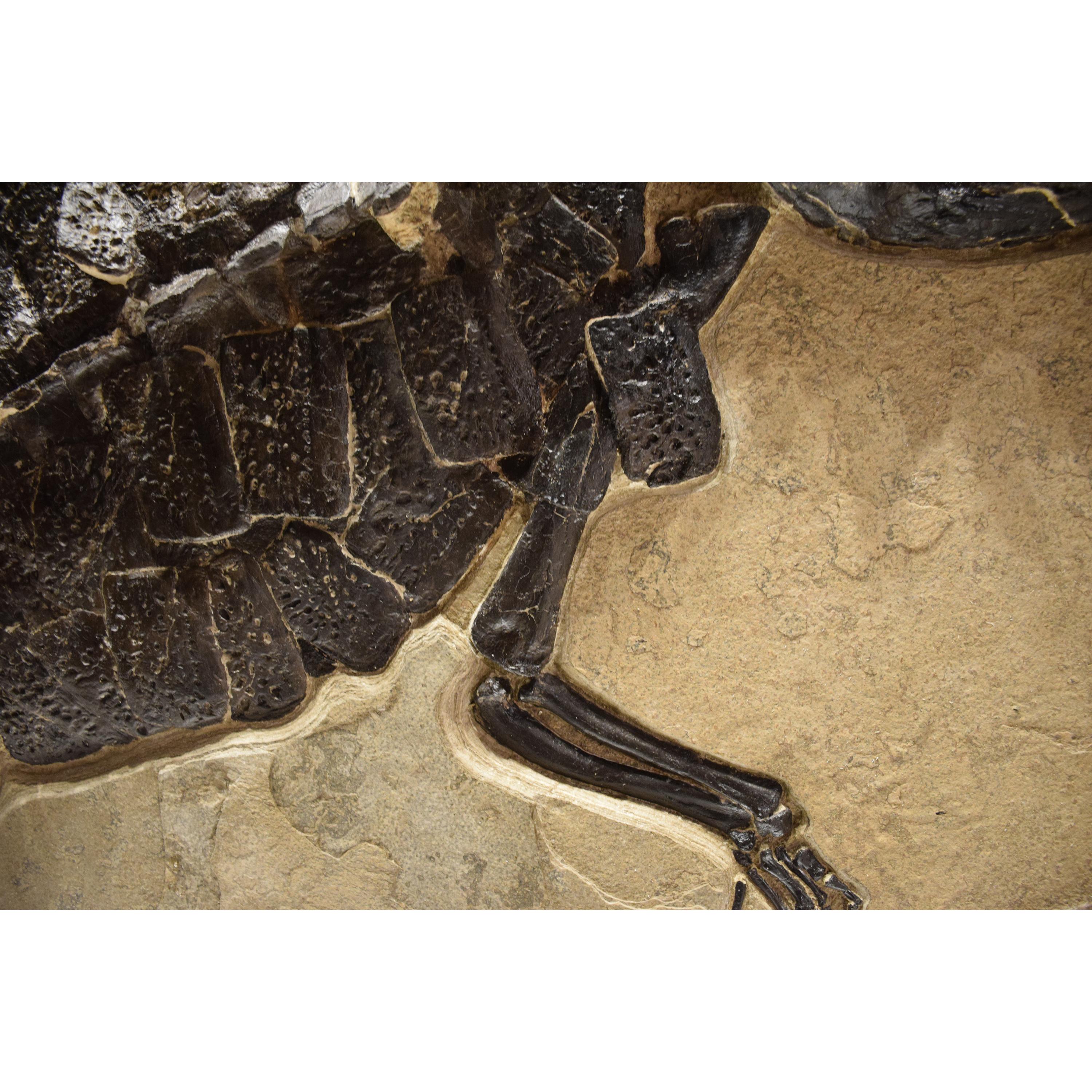 50 Million Year Old Eocene Era Fossil Crocodile Specimen in Stone, from Wyoming In New Condition In Logan, UT