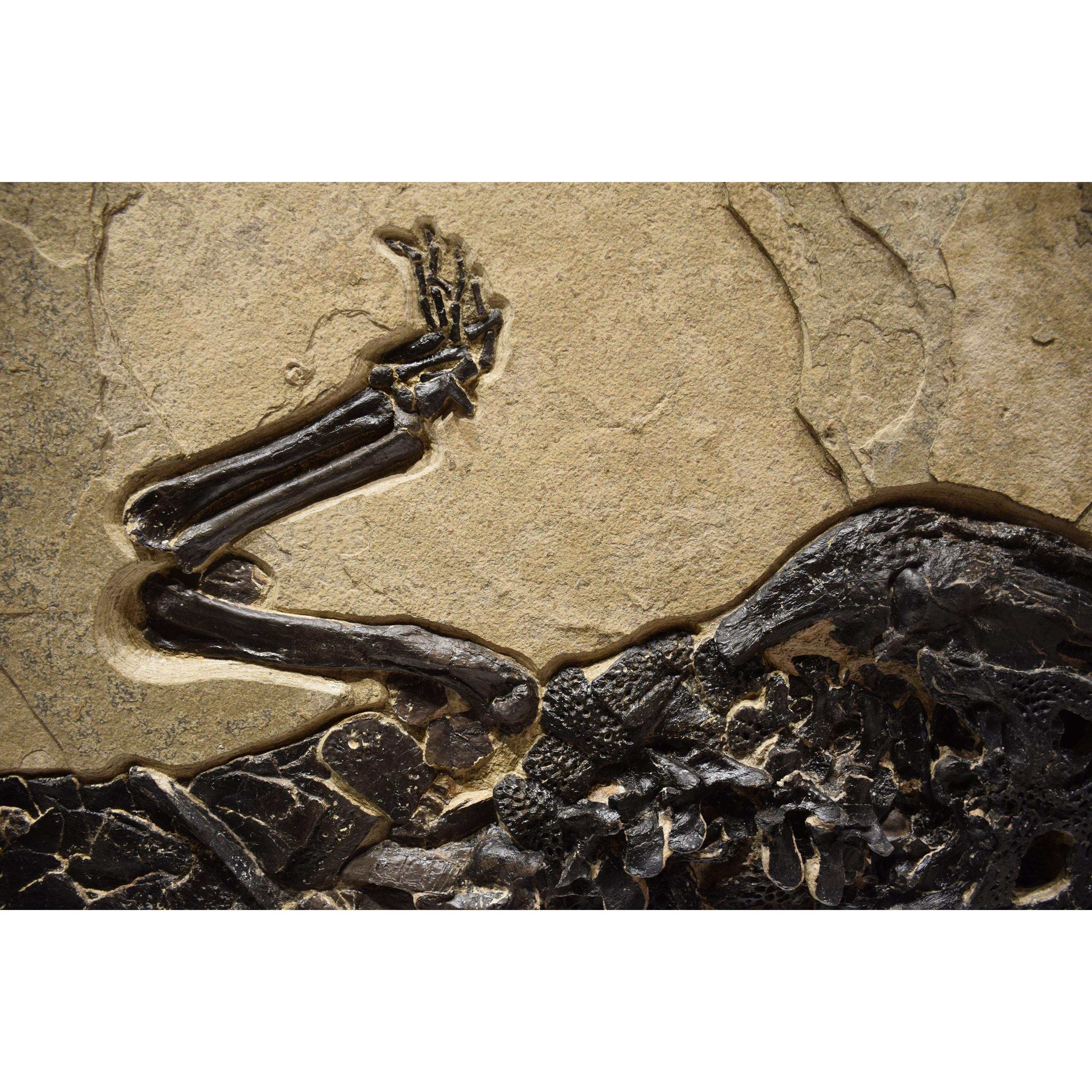 Contemporary 50 Million Year Old Eocene Era Fossil Crocodile Specimen in Stone, from Wyoming