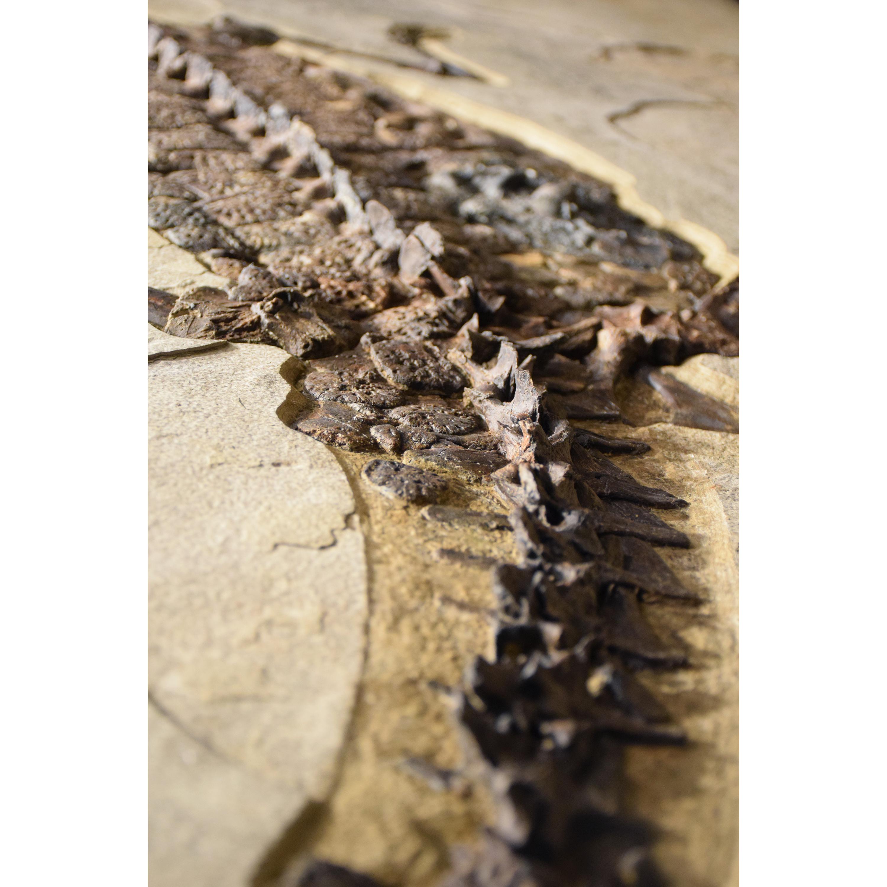 50 Millionen Jahre altes Fossil-Krokodilexemplar aus Stein aus der Eocene-Ära aus Wyoming im Angebot 4