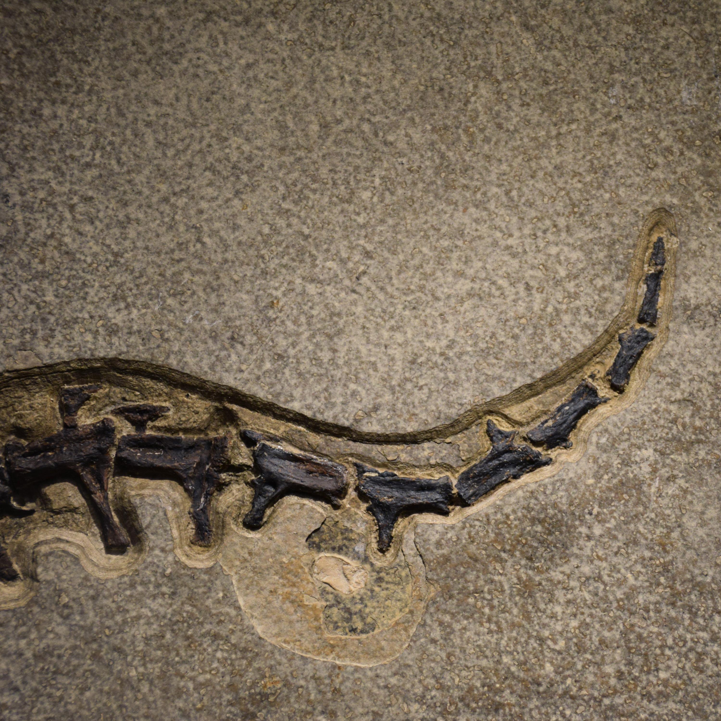 Spécimen de crocodile fossile vieille de 50 millions d'années en pierre, du Wyoming en vente 5
