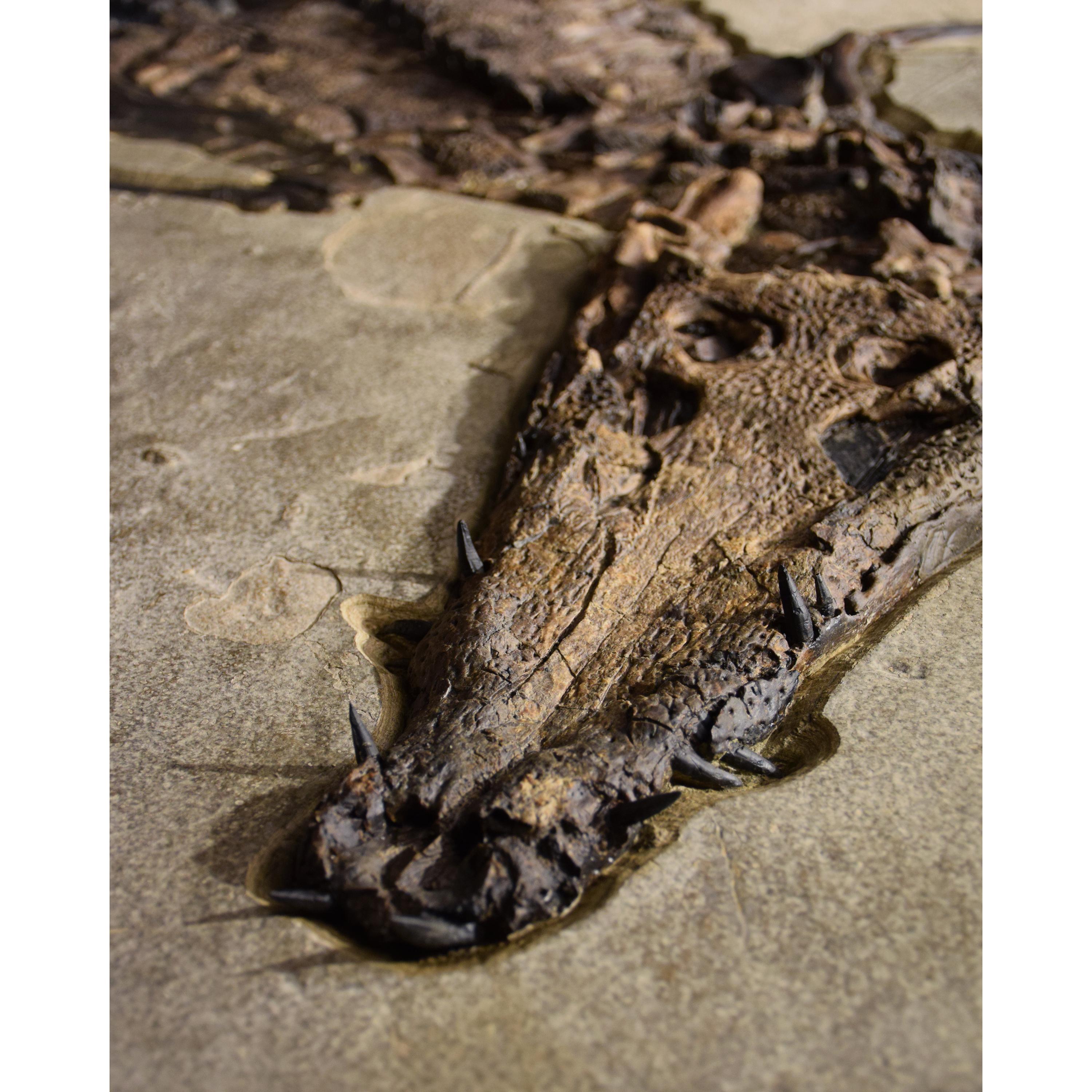 50 Millionen Jahre altes Fossil-Krokodilexemplar aus Stein aus der Eocene-Ära aus Wyoming im Zustand „Neu“ im Angebot in Logan, UT