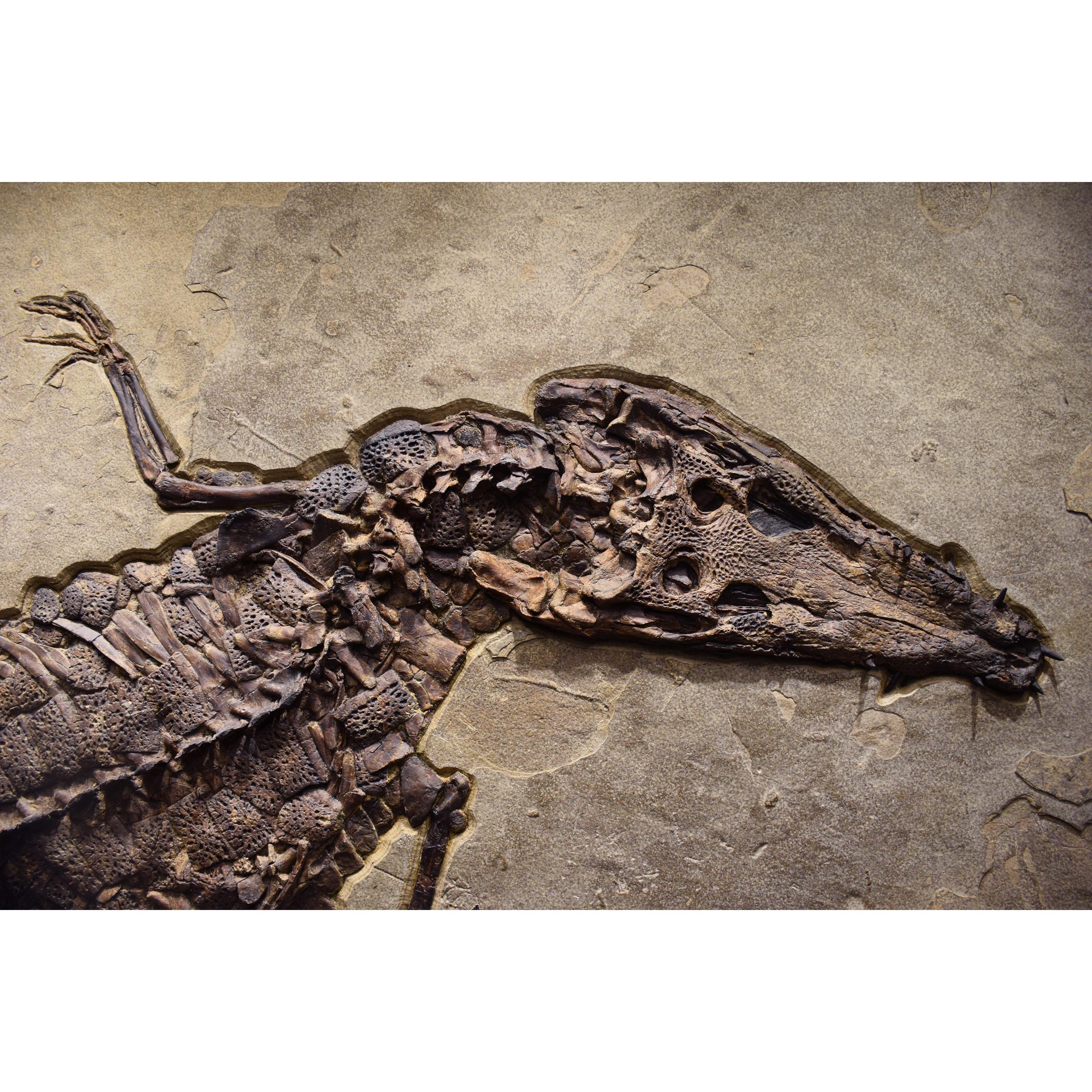XXIe siècle et contemporain Spécimen de crocodile fossile vieille de 50 millions d'années en pierre, du Wyoming en vente