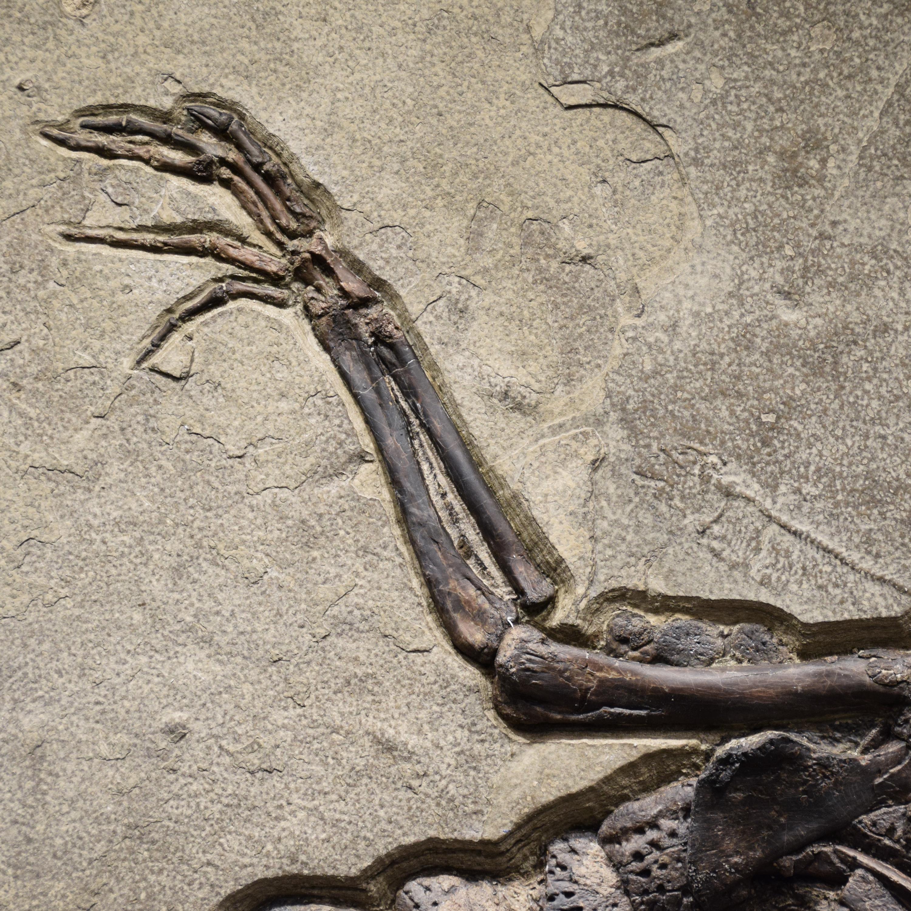 Americano Esemplare di coccodrillo fossile di 50 milioni di anni fa (Formazione del Green River, Wyoming)